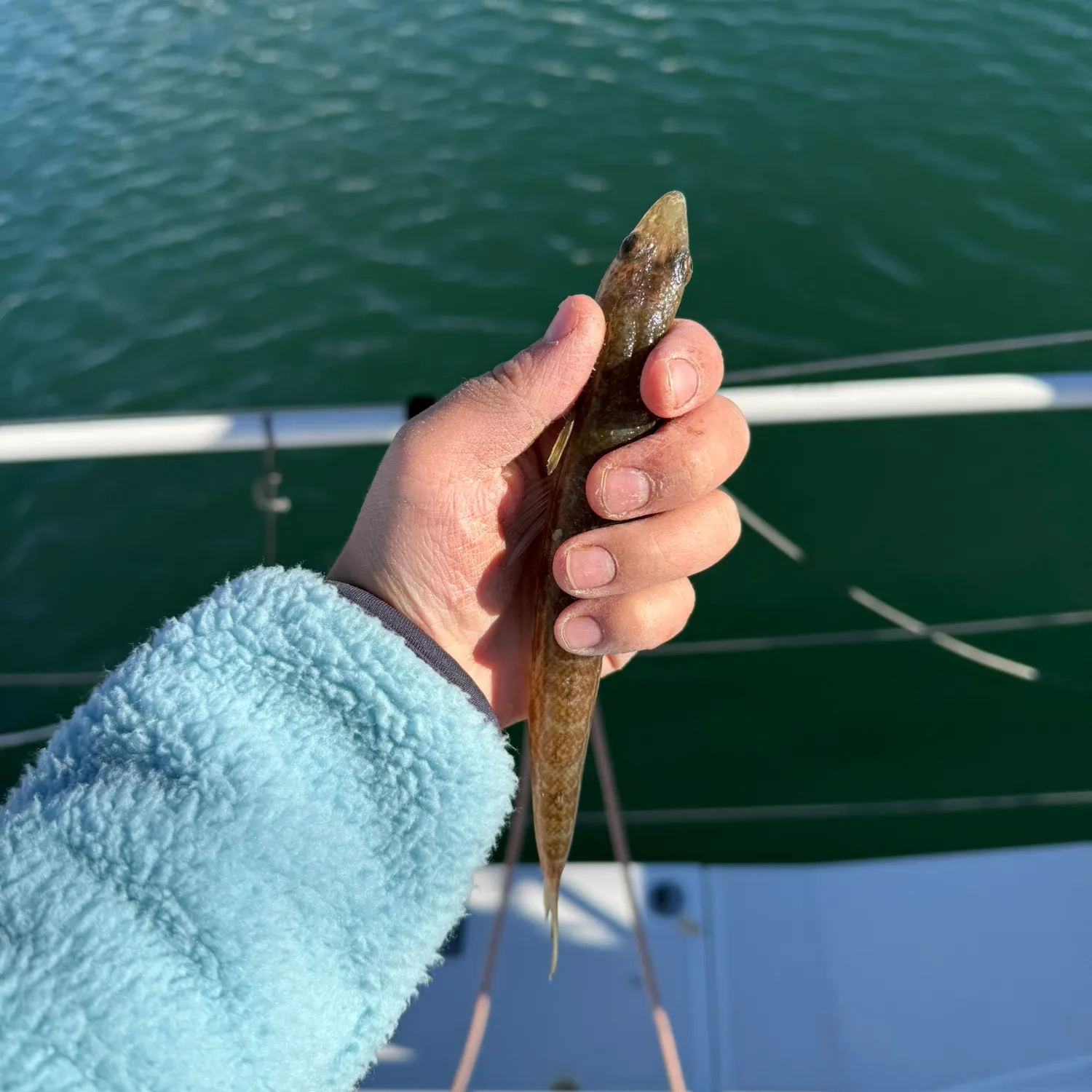 The most recent Inshore lizardfish catches on Fishbrain