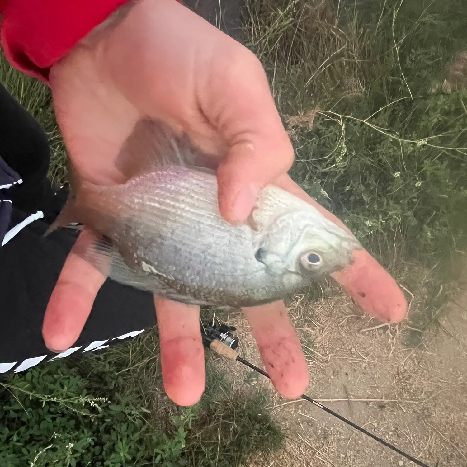 Bluegill caught on Fishbrain