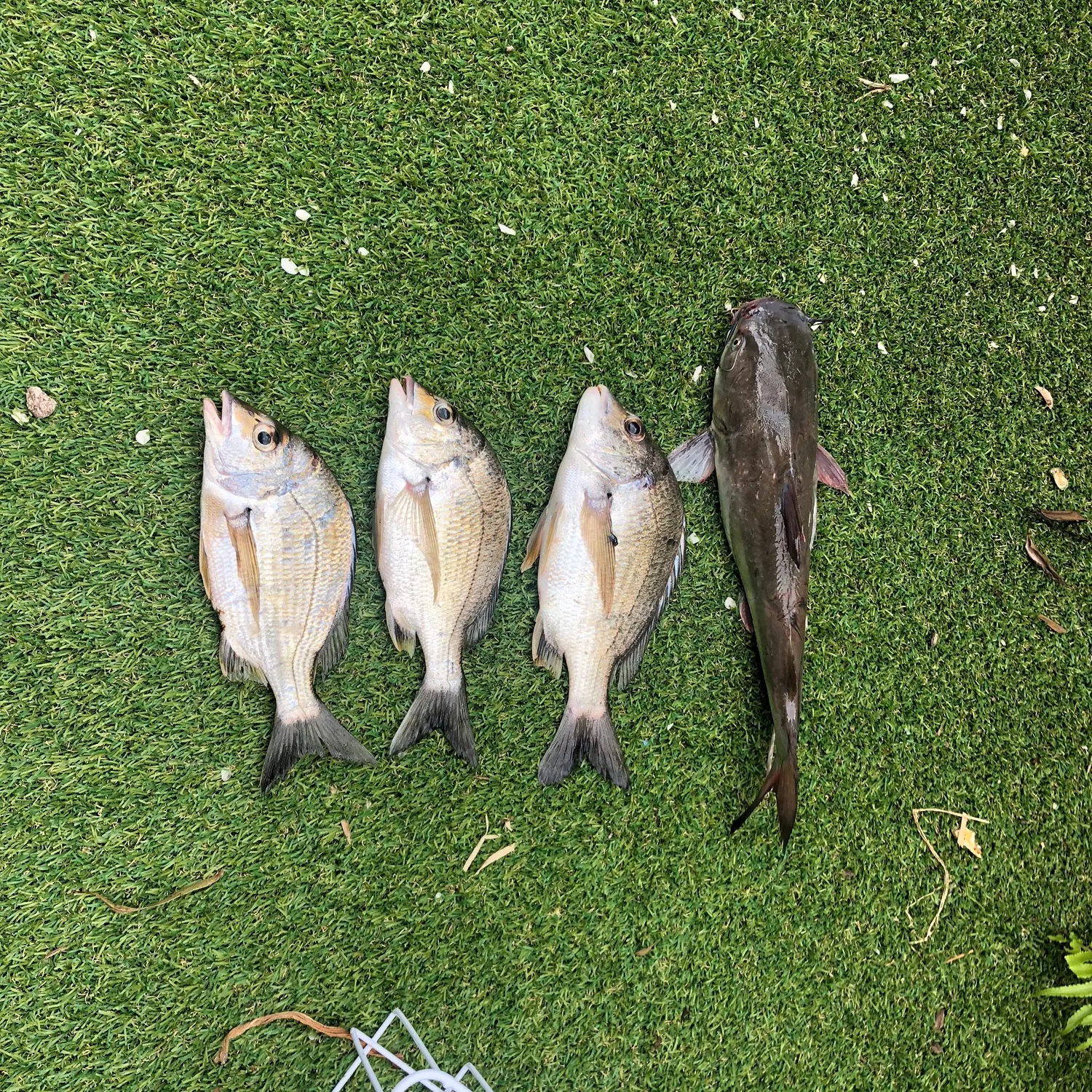 recently logged catches