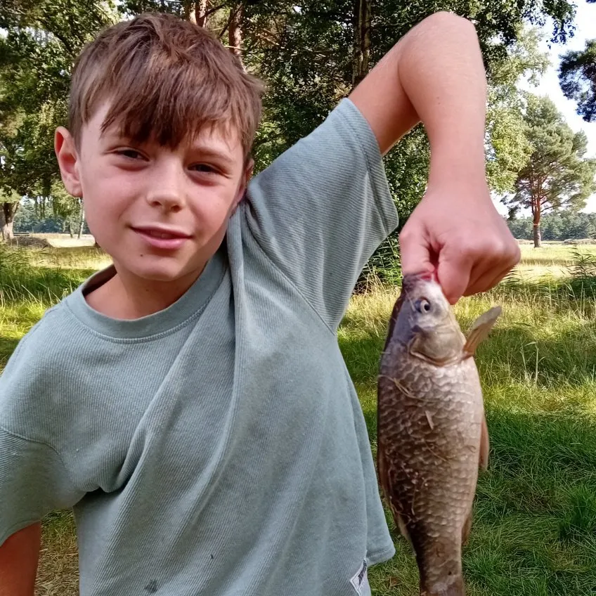 Common carp caught on Fishbrain