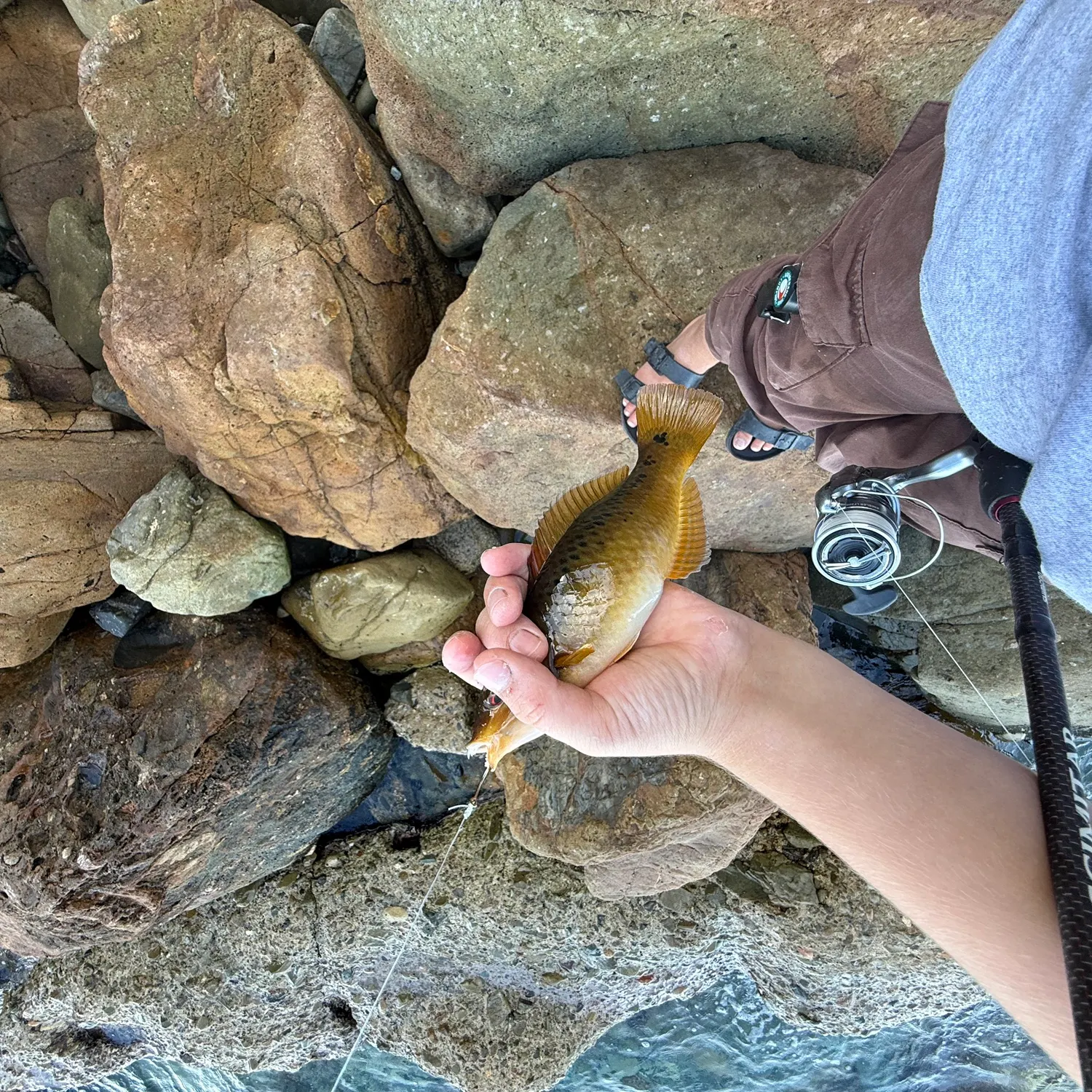 The most recent Rock wrasse catches on Fishbrain