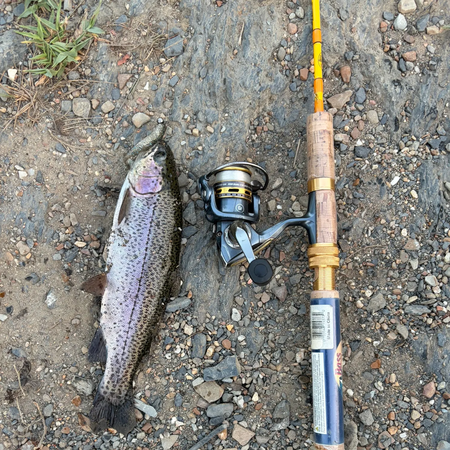 Rainbow trout caught on Fishbrain