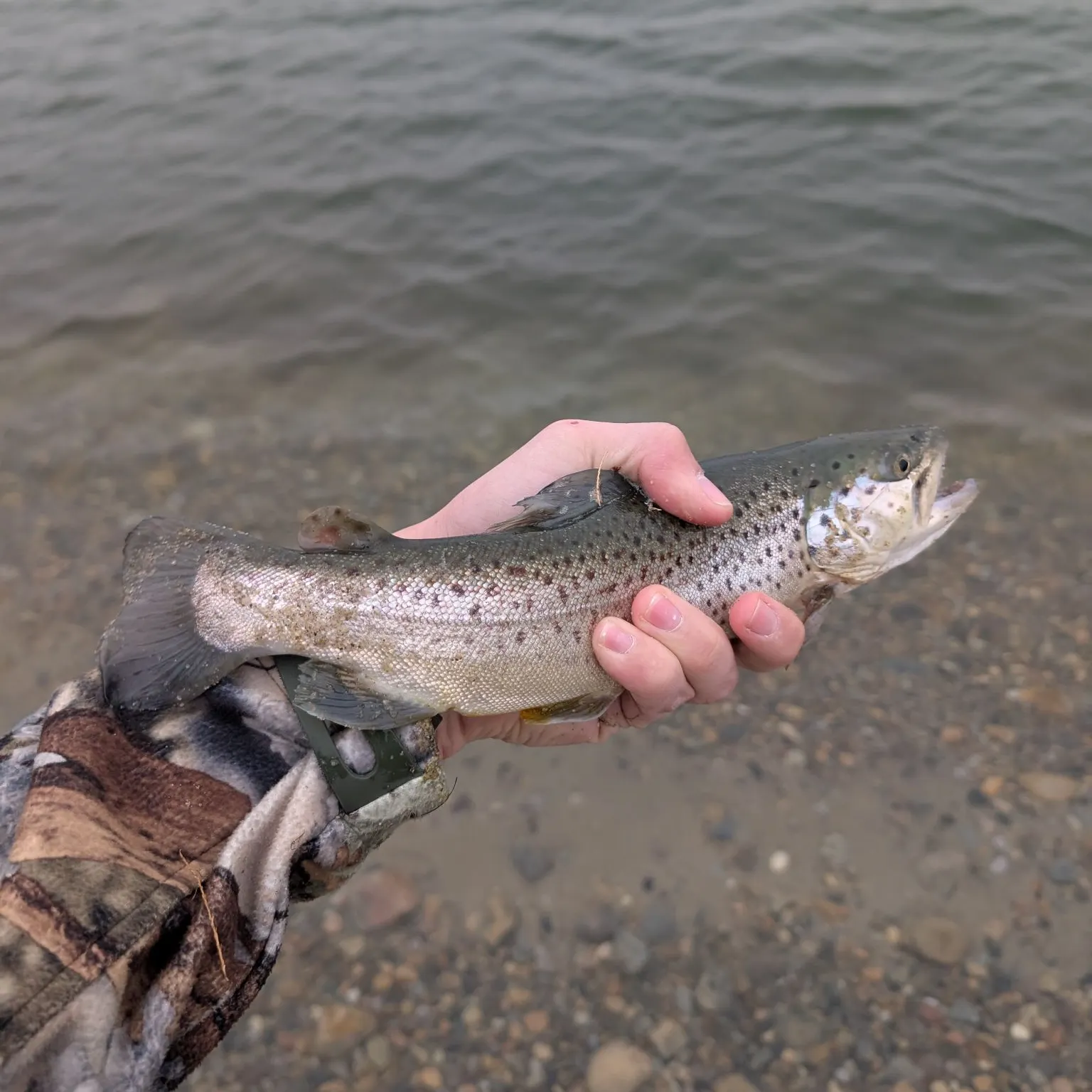 The most recent Sea trout catches on Fishbrain
