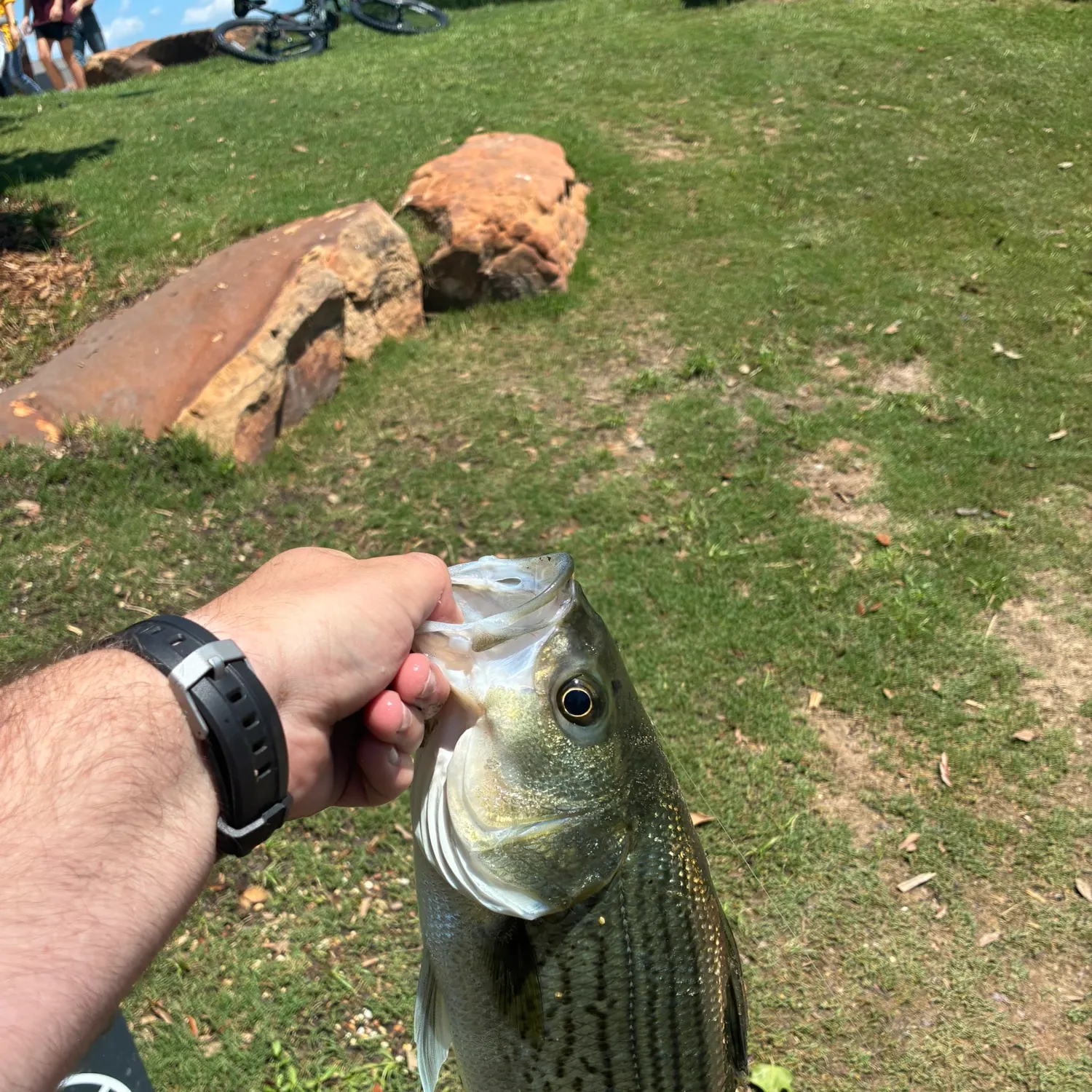 catch