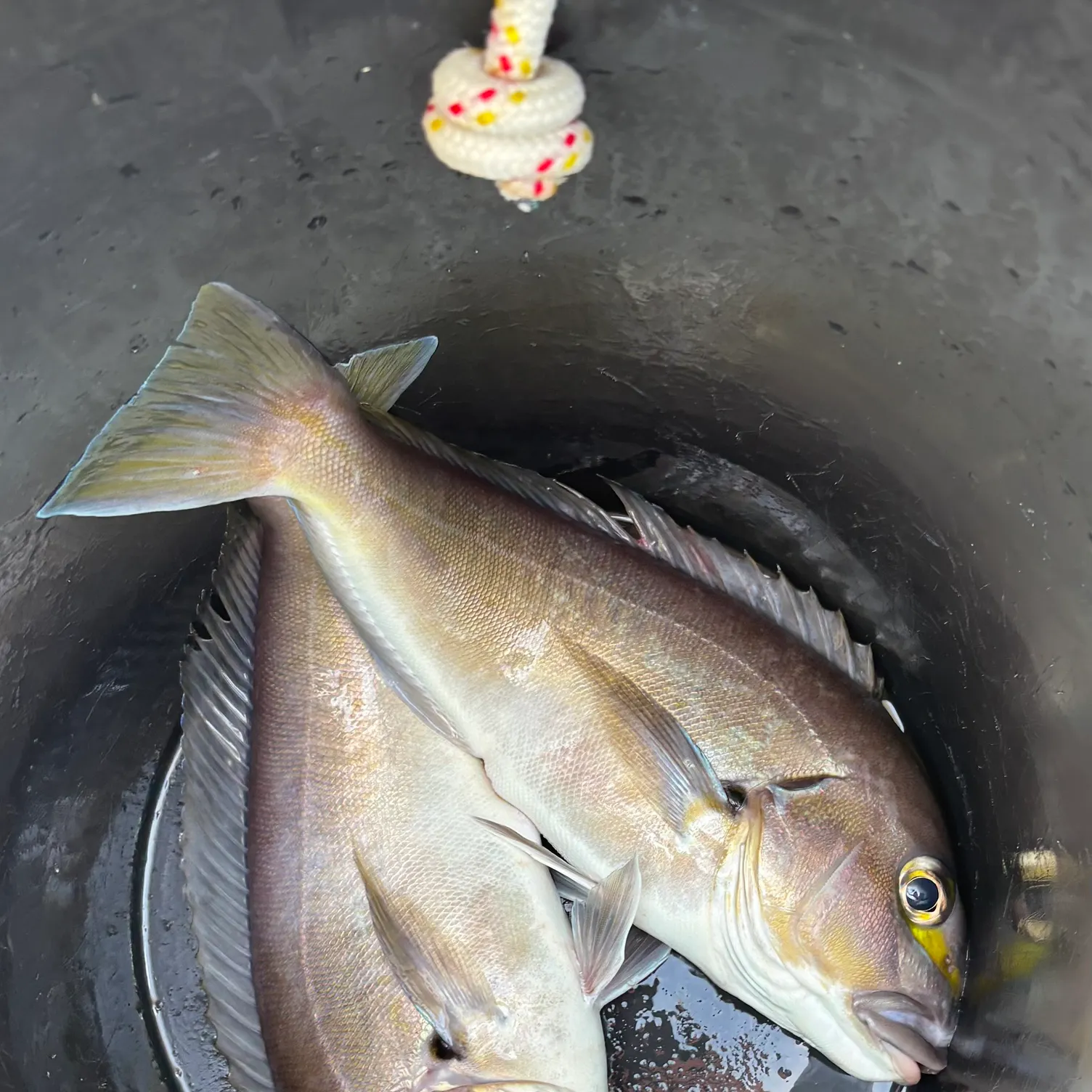 The most recent Atlantic goldeye tilefish catches on Fishbrain