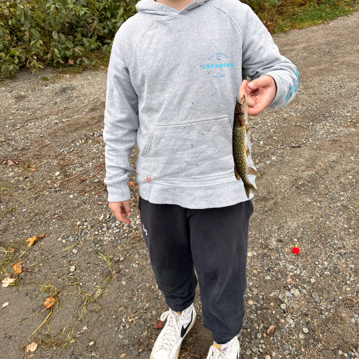 Chain pickerel caught on Fishbrain