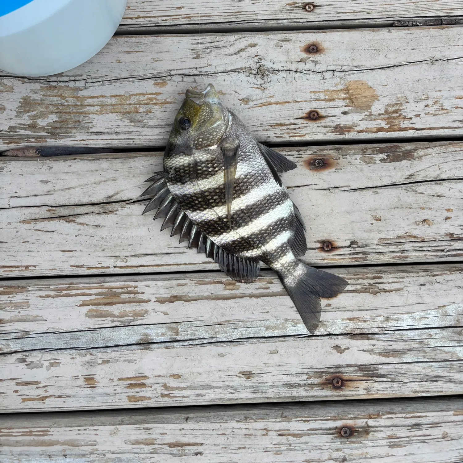 Sheepshead caught on Fishbrain
