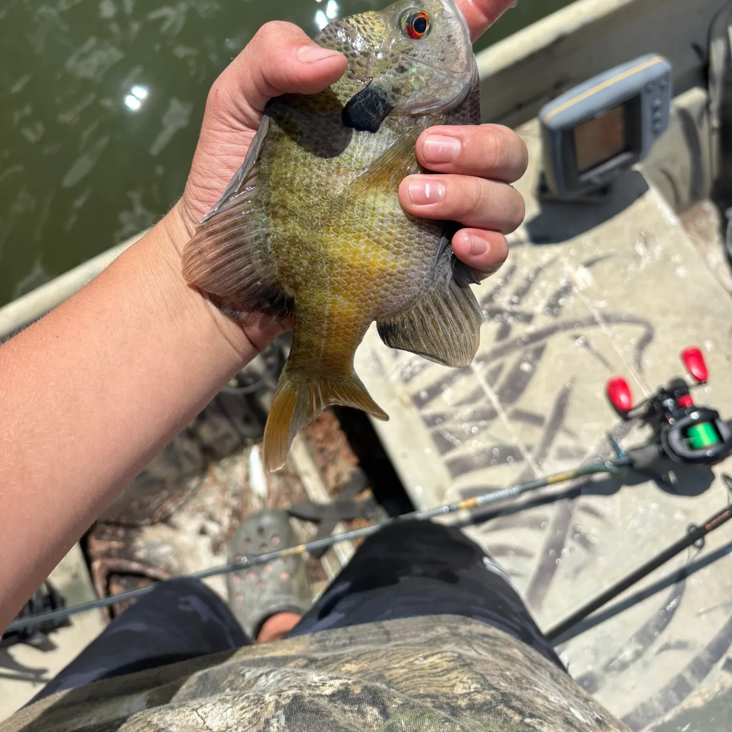 Bluegill caught on Fishbrain