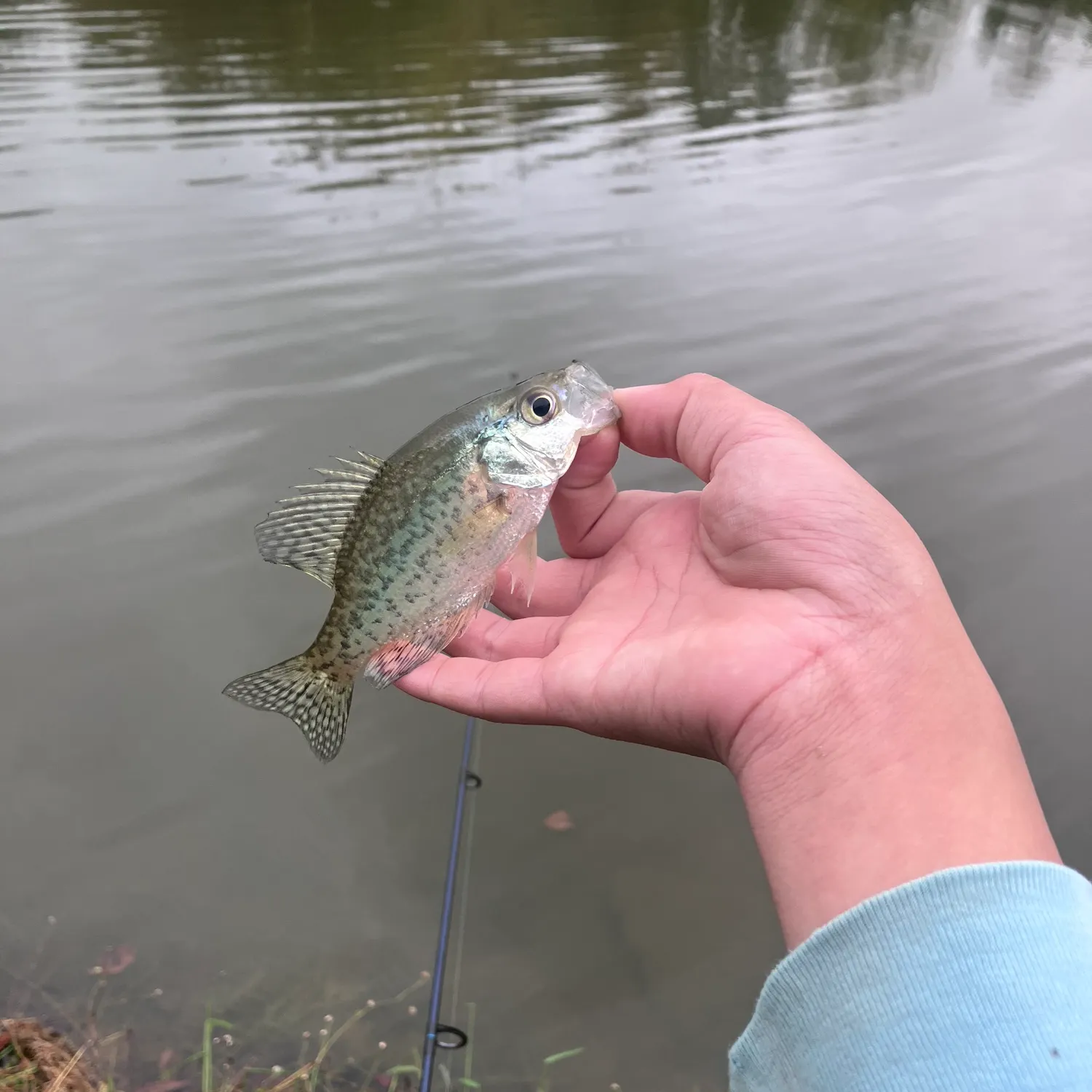 Black crappie caught on Fishbrain