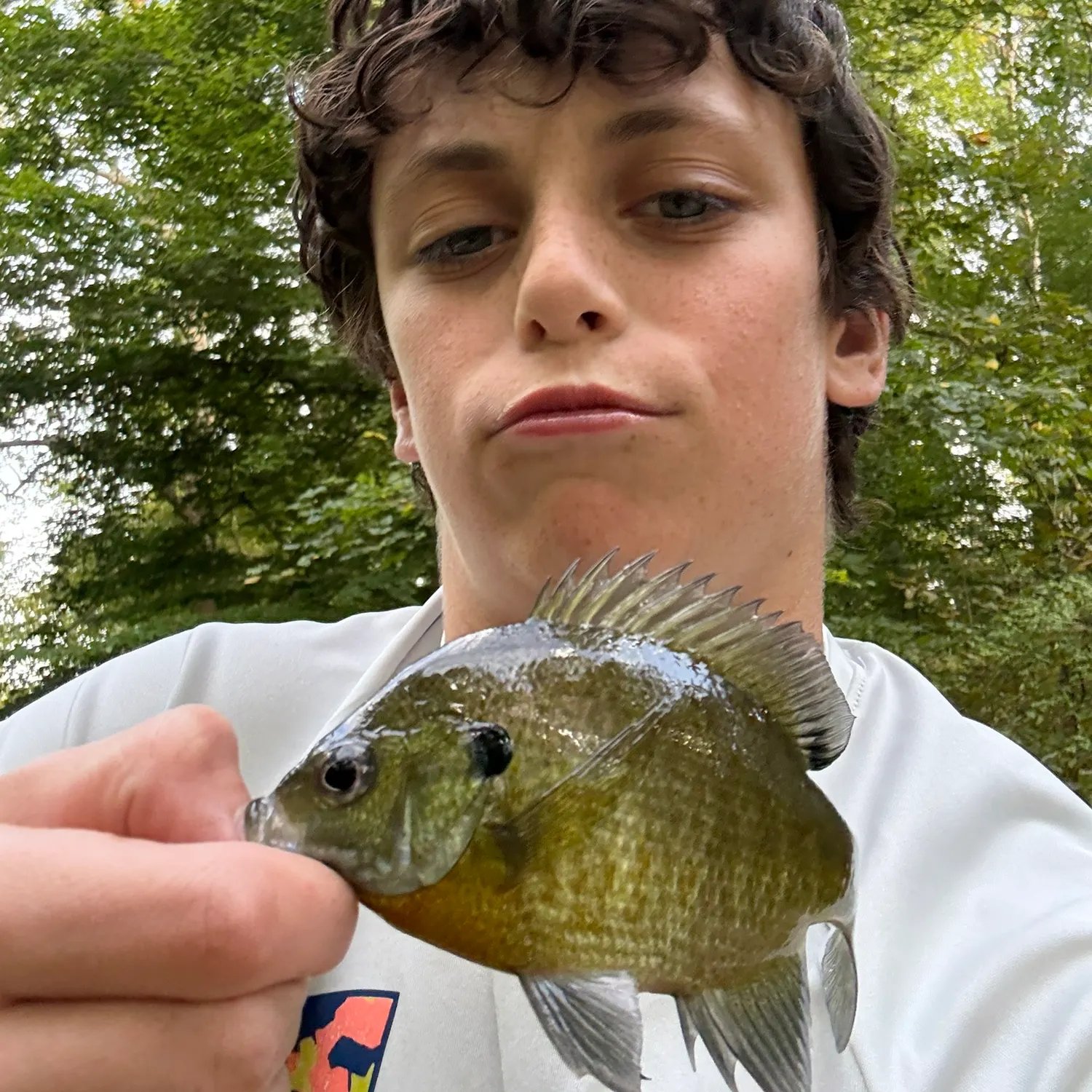 Bluegill caught on Fishbrain