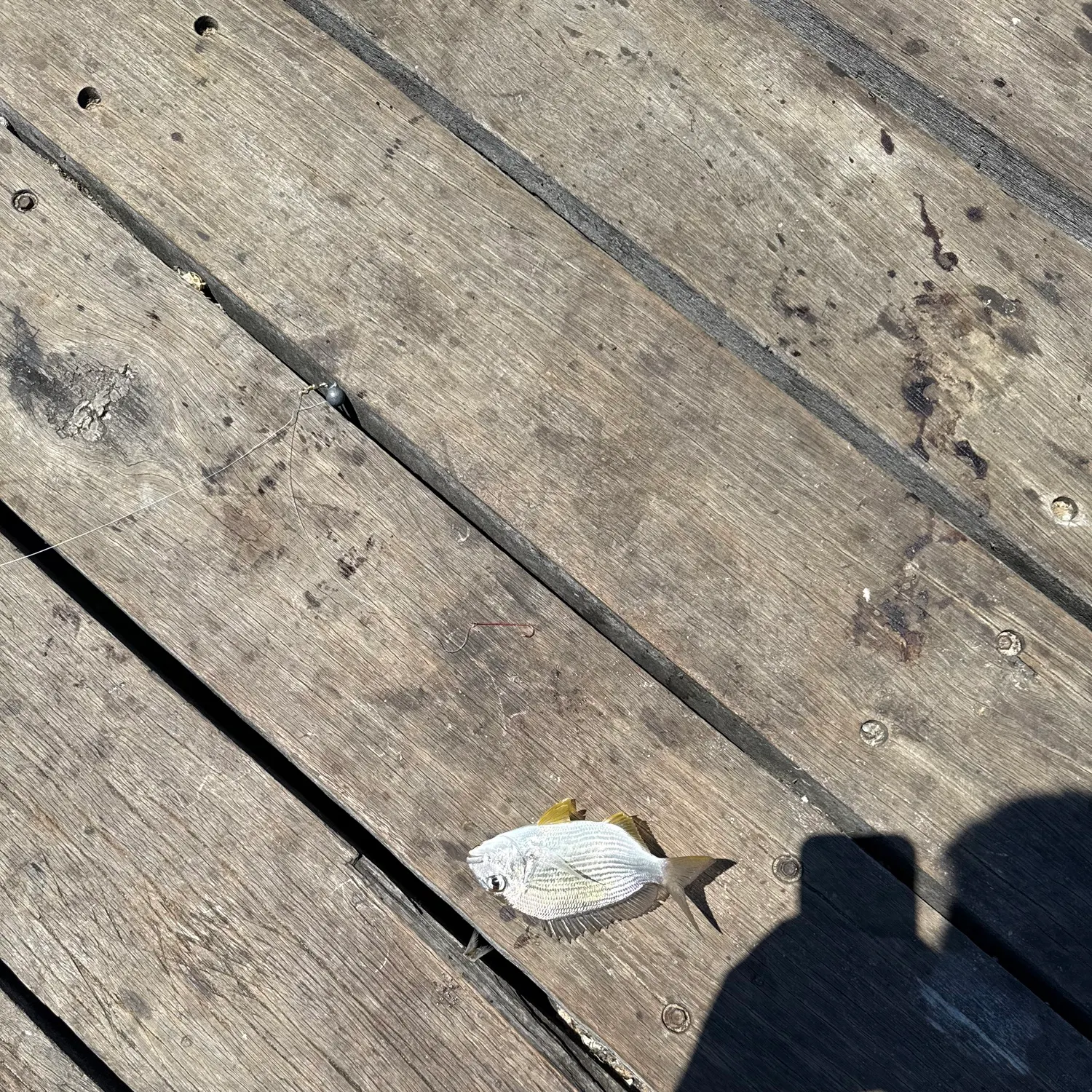 The most recent Goldlined seabream catches on Fishbrain