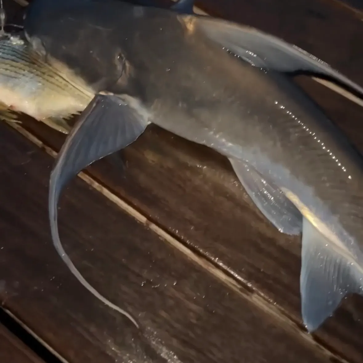 The most recent Gafftopsail sea catfish catches on Fishbrain