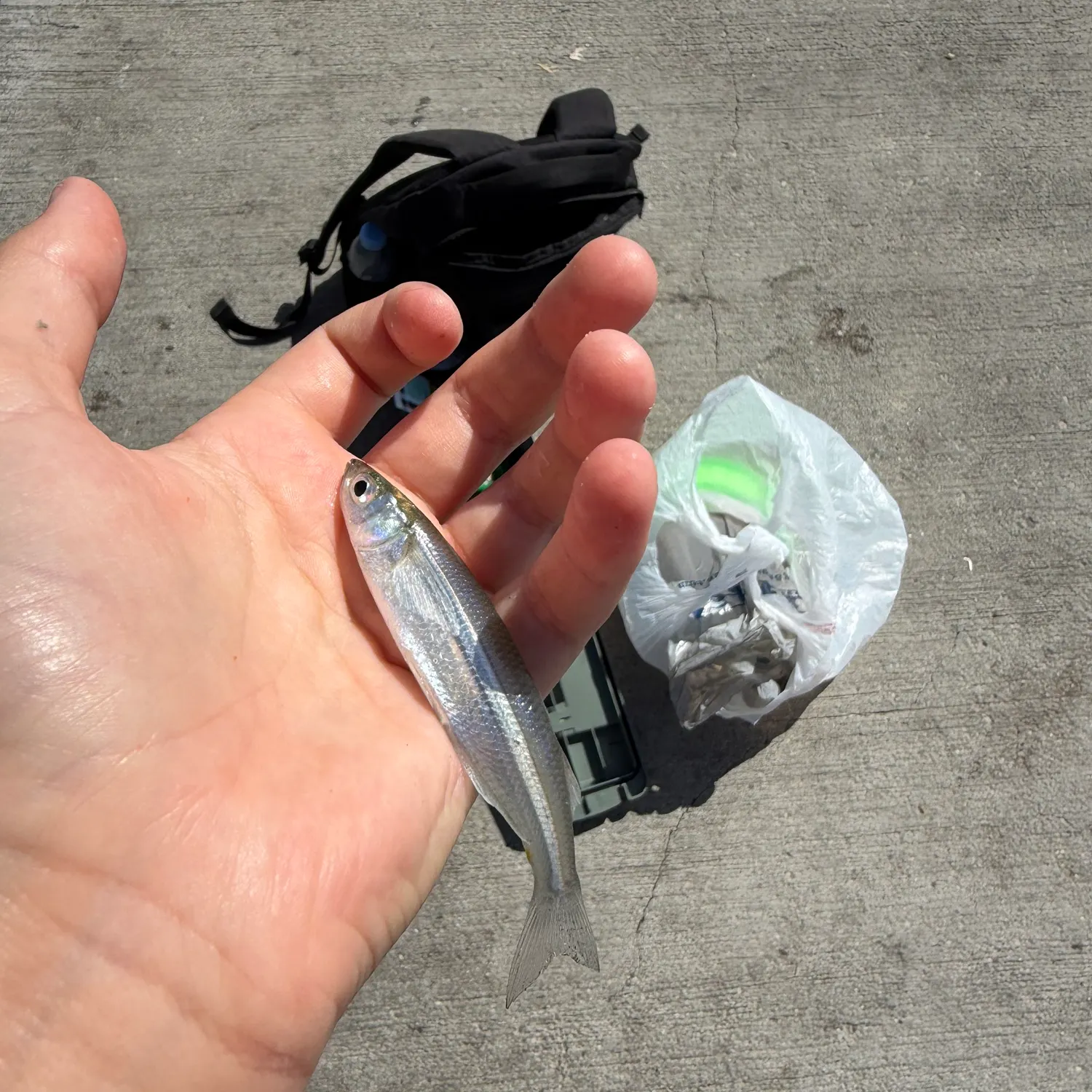 The most recent Surf smelt catches on Fishbrain
