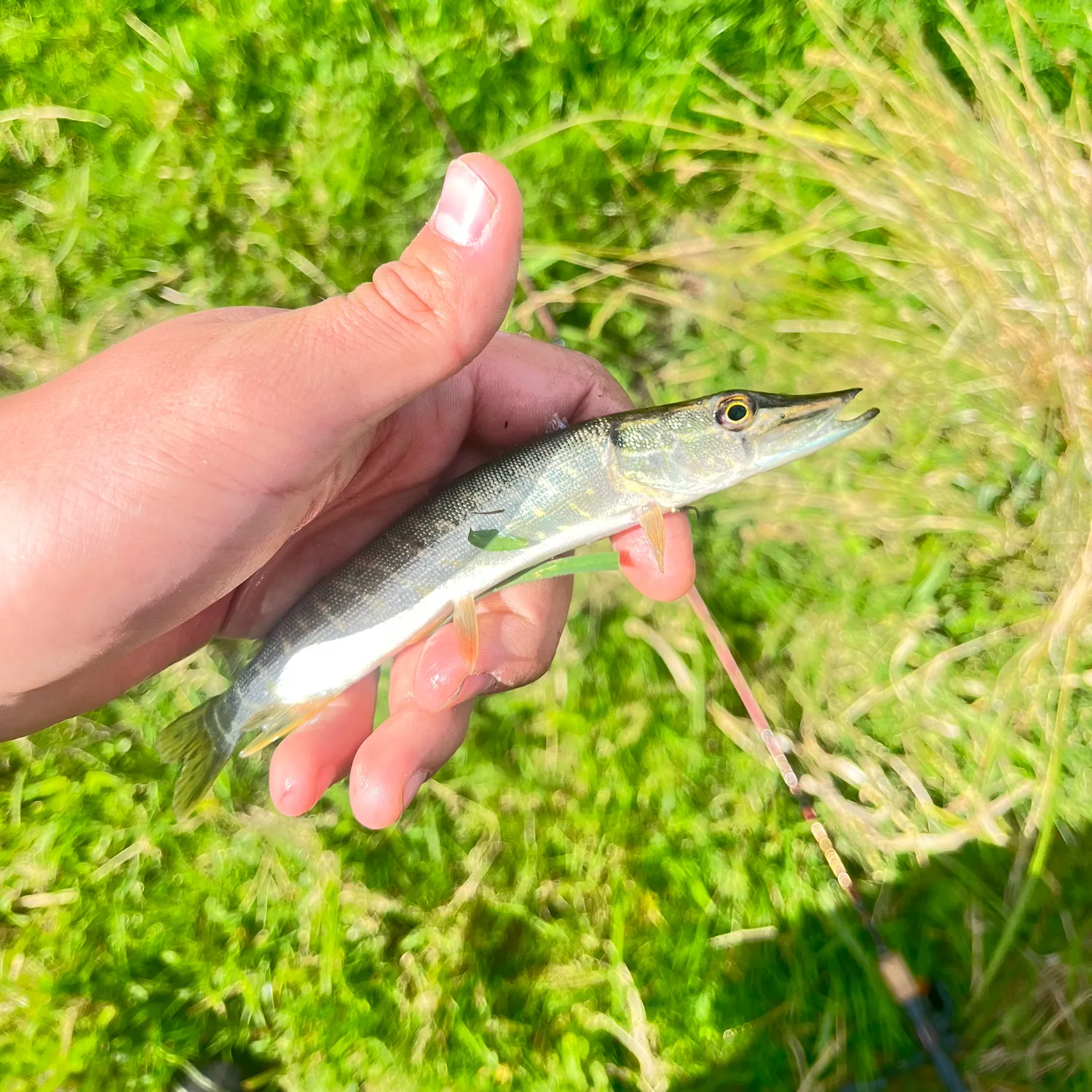 Northern pike caught on Fishbrain