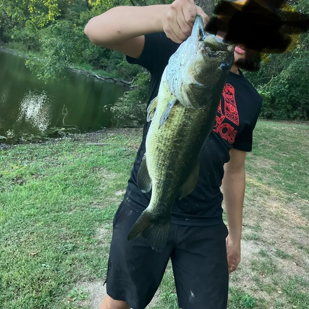 Largemouth bass caught on Fishbrain