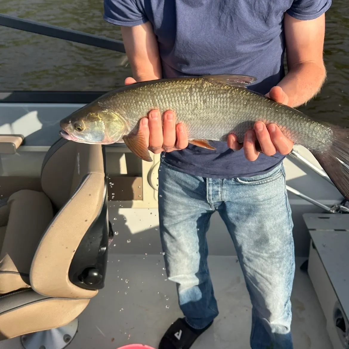 The most recent Asp catches on Fishbrain