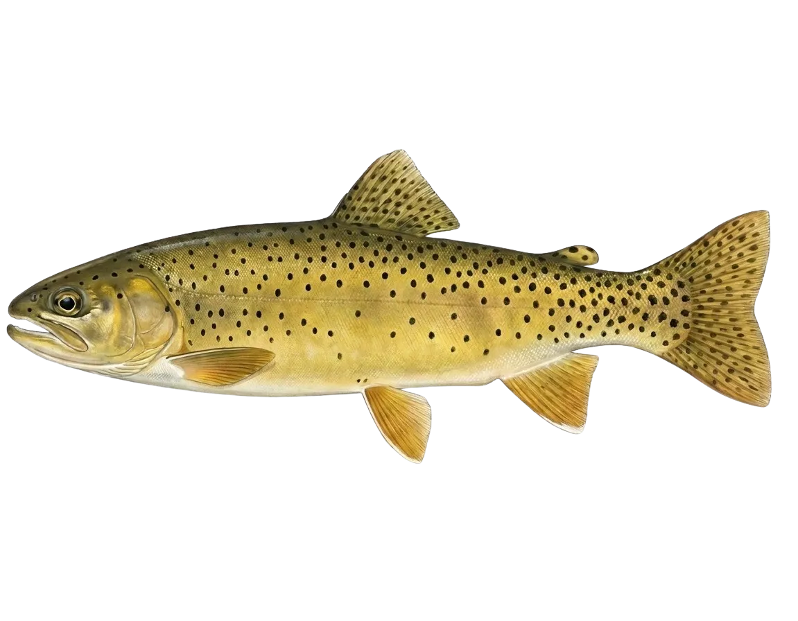 Apache trout