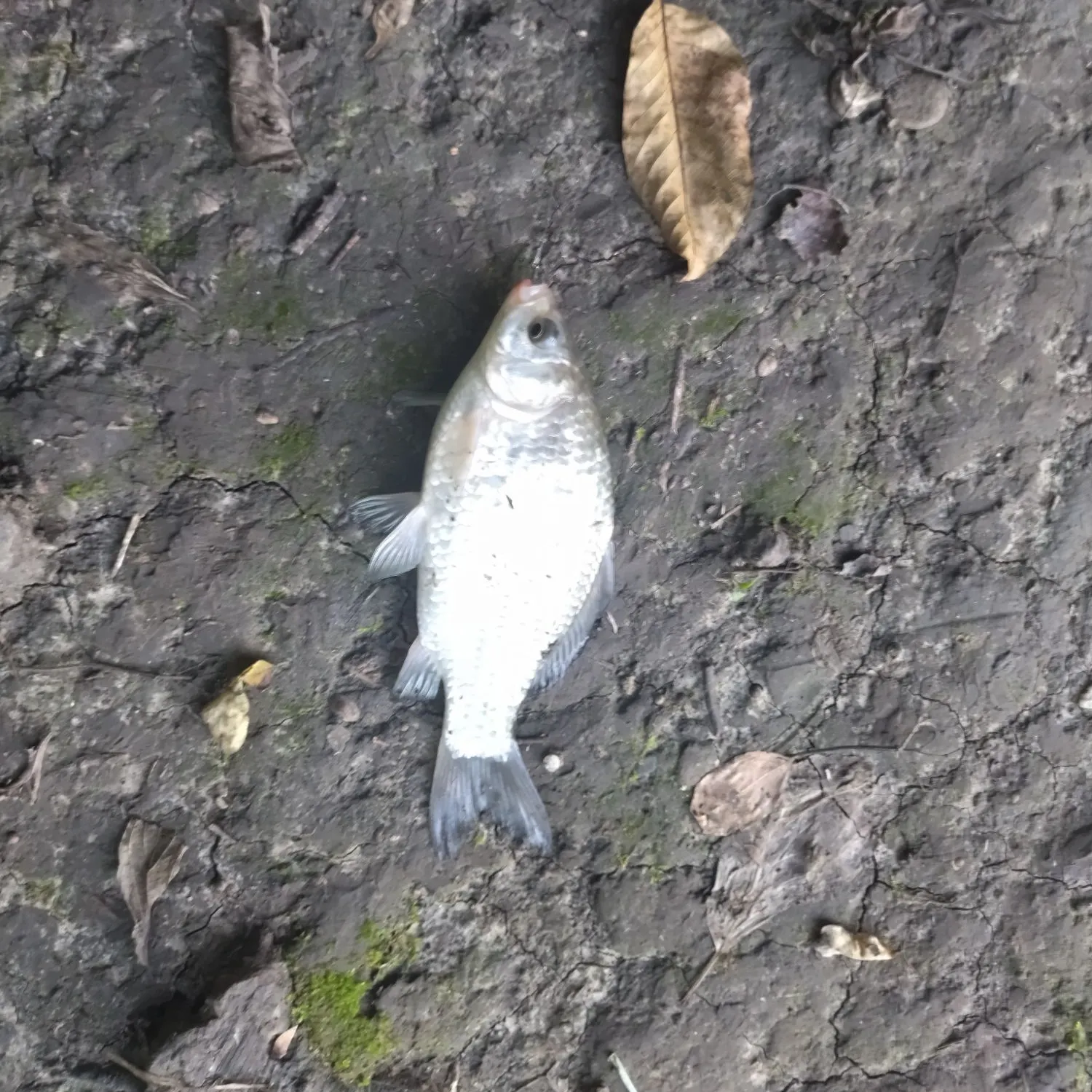 The most recent Crucian carp catches on Fishbrain