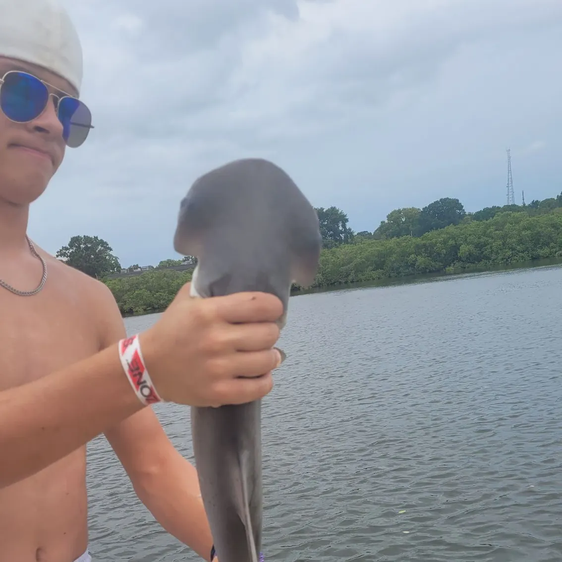 The most recent Bonnethead shark catches on Fishbrain