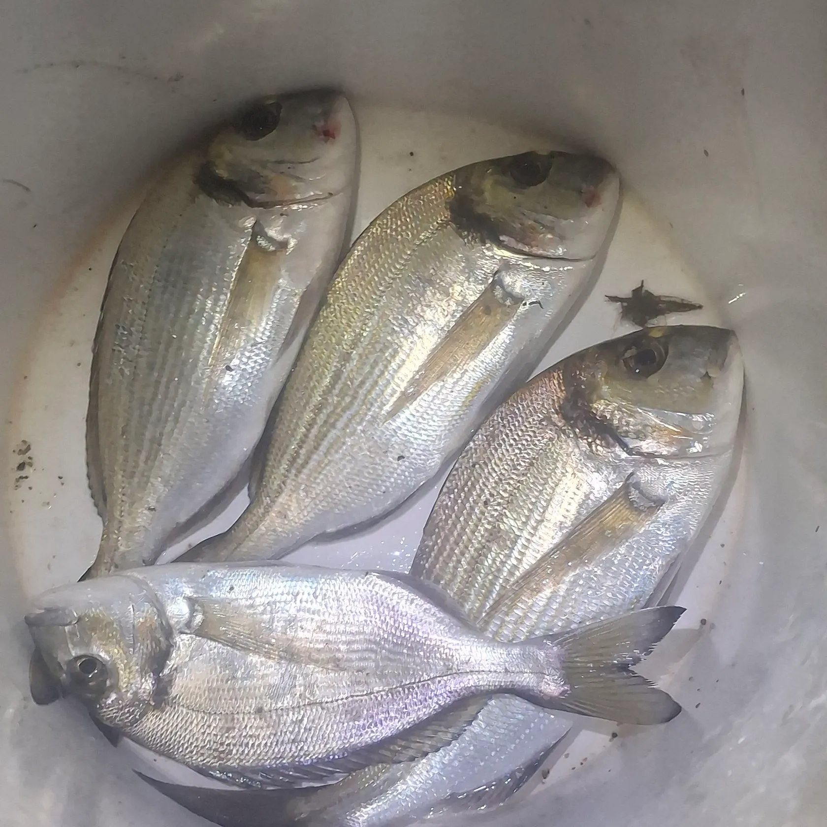 The most recent Dorada catches on Fishbrain