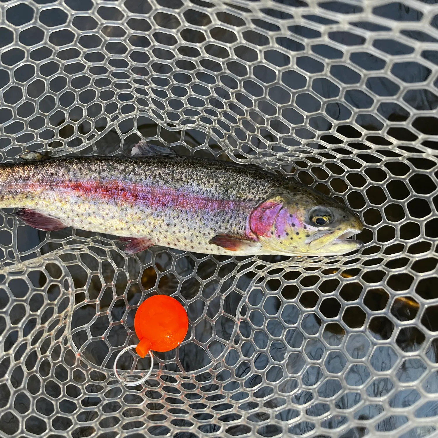 The most recent Rainbow trout catches on Fishbrain