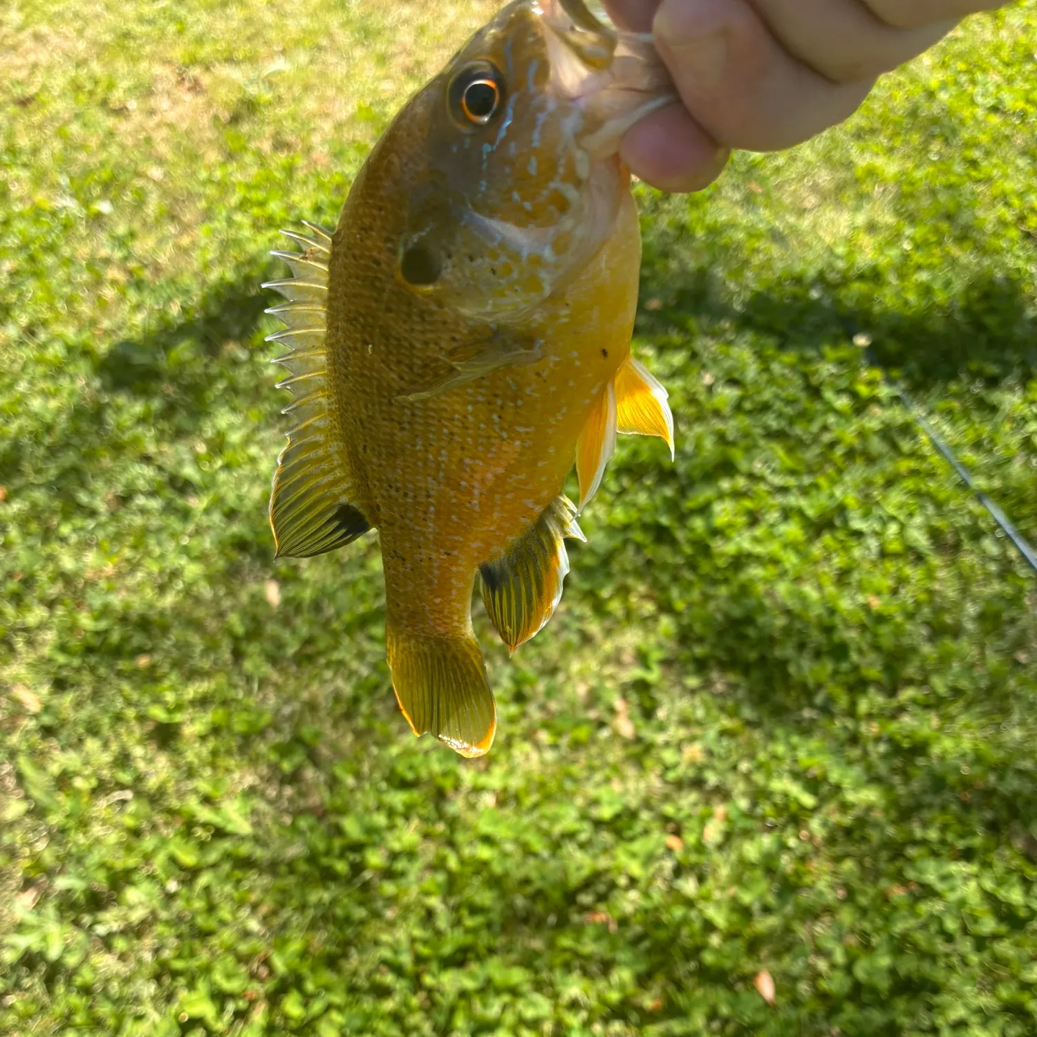 Green sunfish caught on Fishbrain
