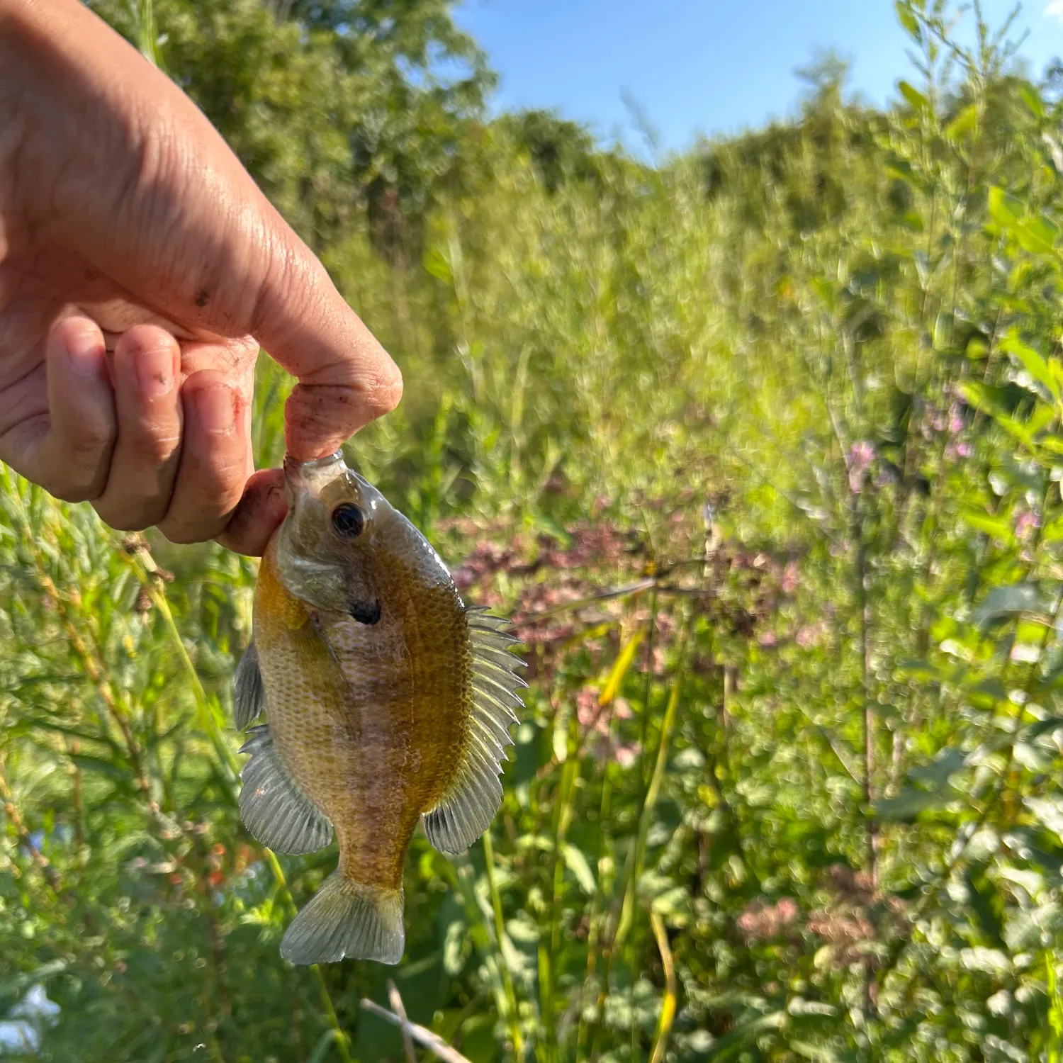 Bluegill caught on Fishbrain