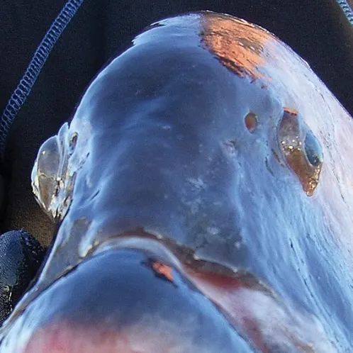 American gizzard shad caught on Fishbrain