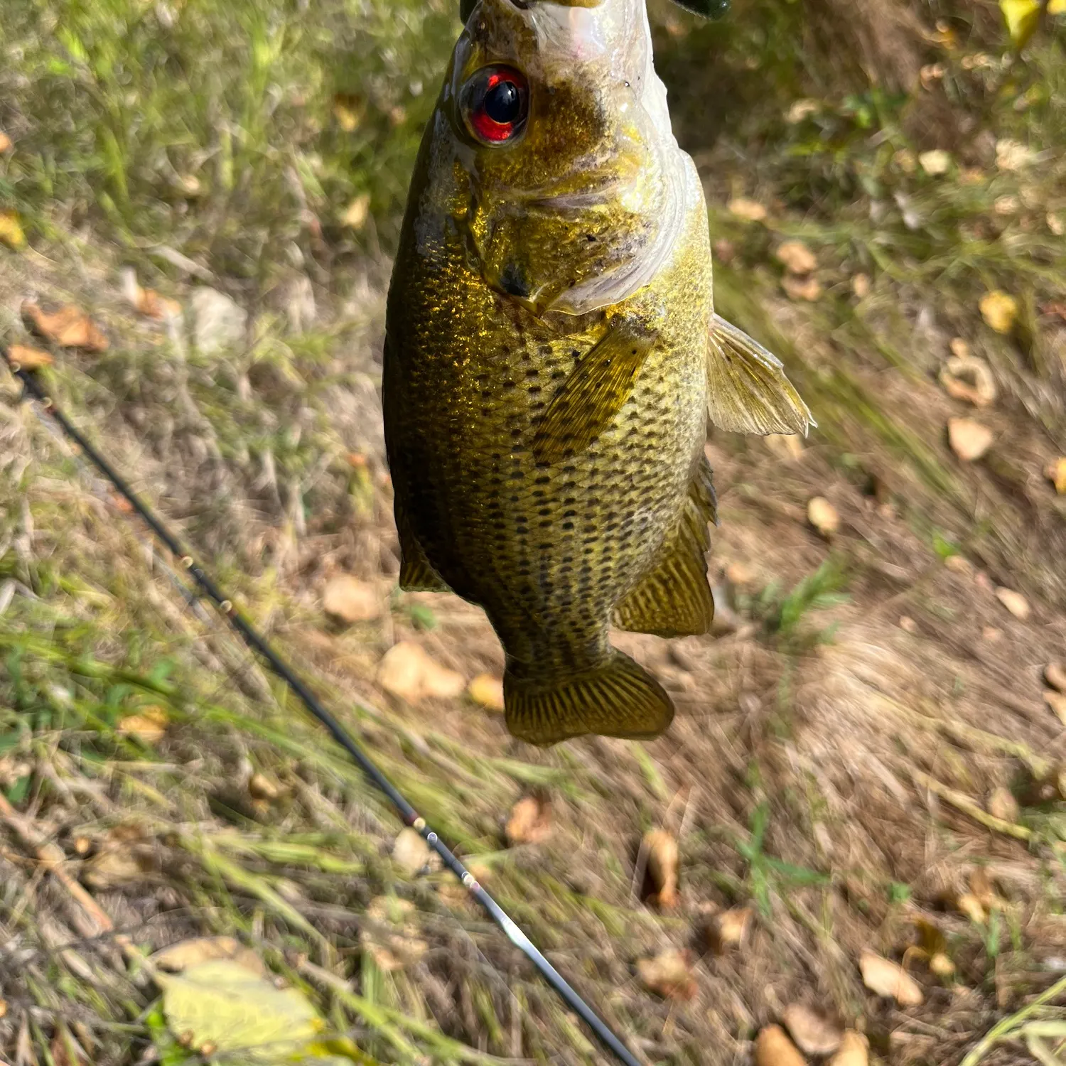 Rock bass caught on Fishbrain