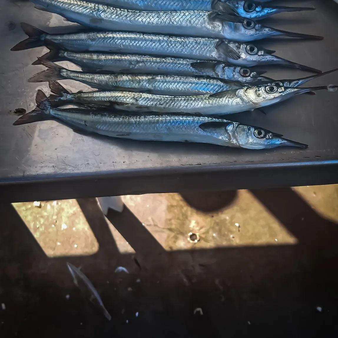 The most recent Southern garfish catches on Fishbrain
