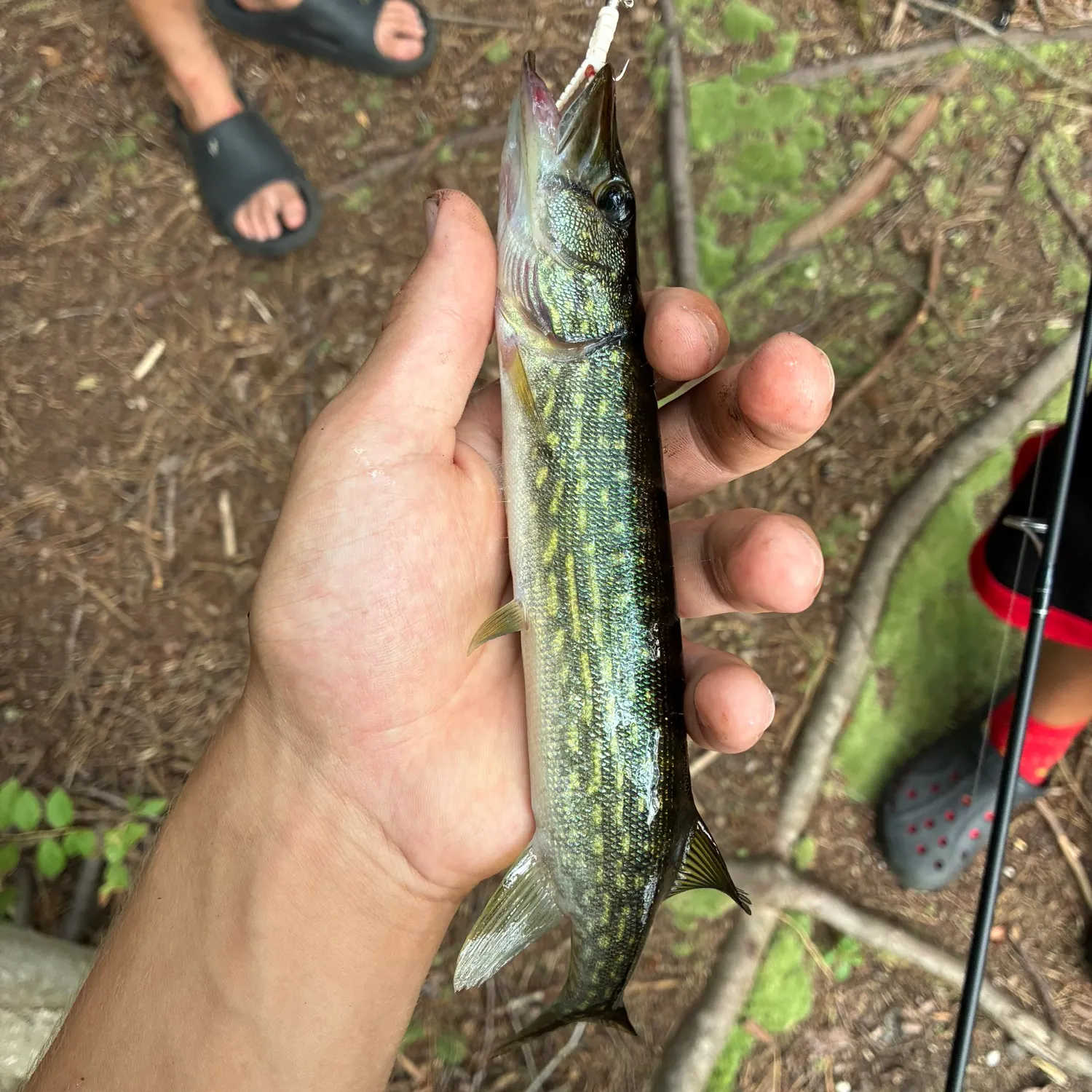 Chain pickerel caught on Fishbrain