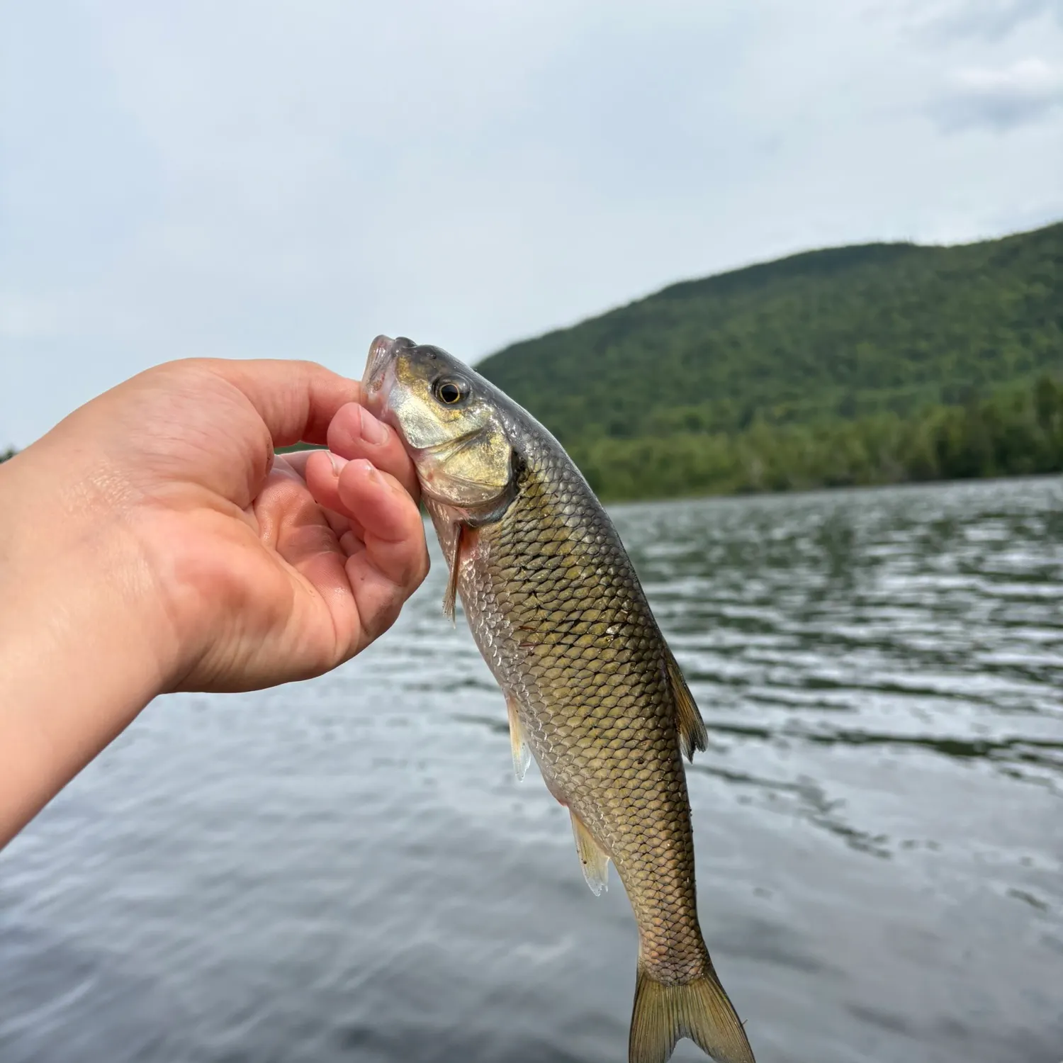 Fallfish caught on Fishbrain