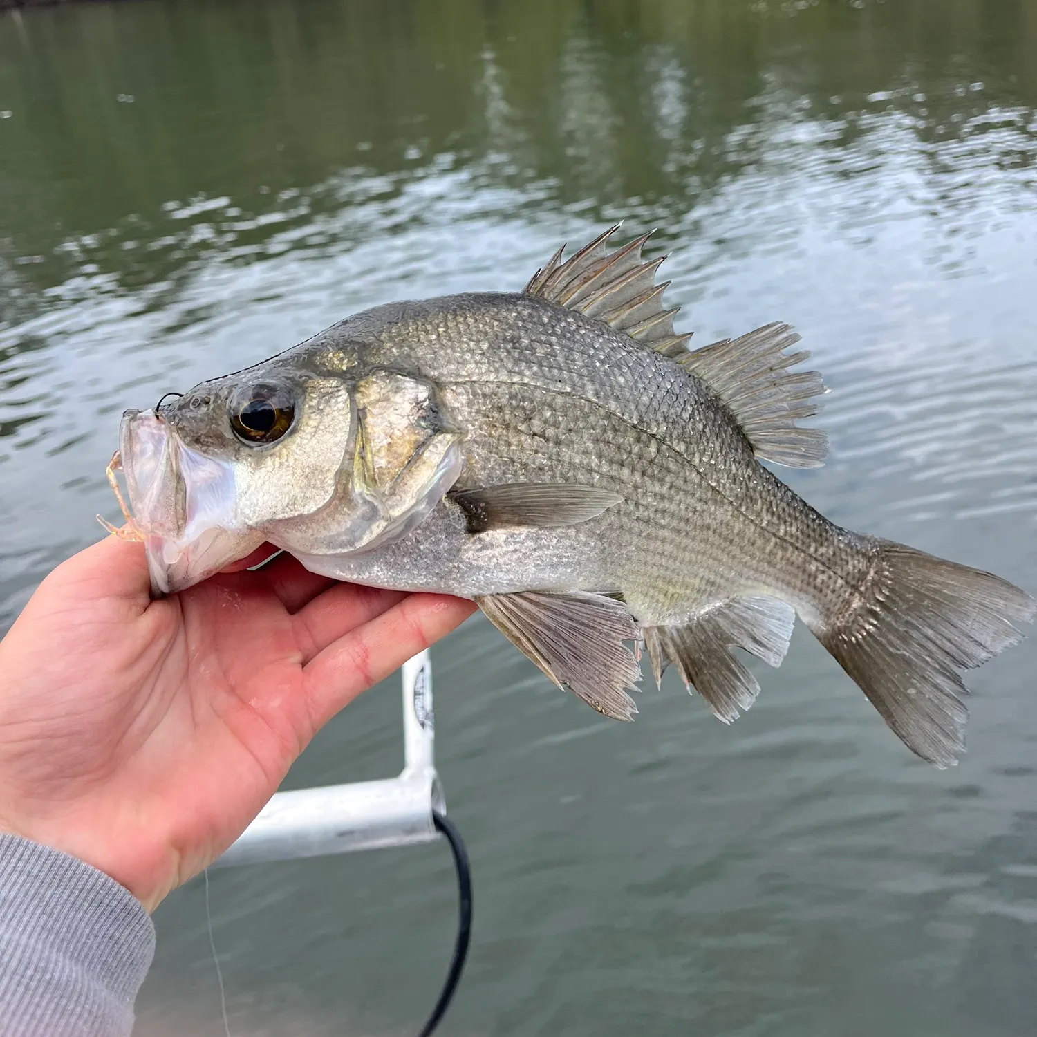 The most recent Estuary perch catches on Fishbrain