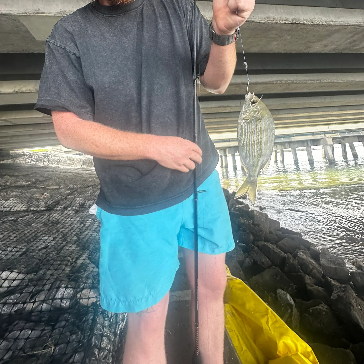 Pinfish caught on Fishbrain