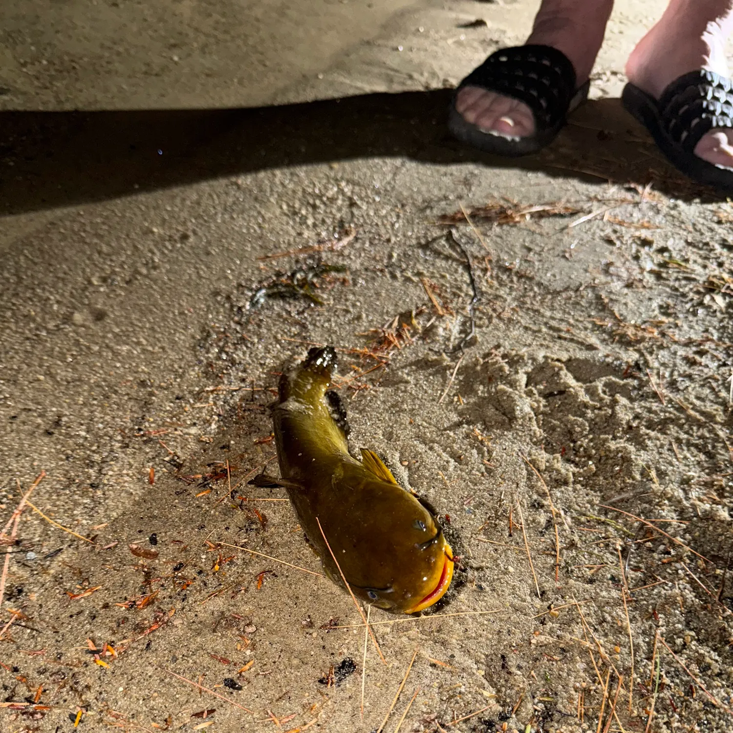 Yellow bullhead caught on Fishbrain