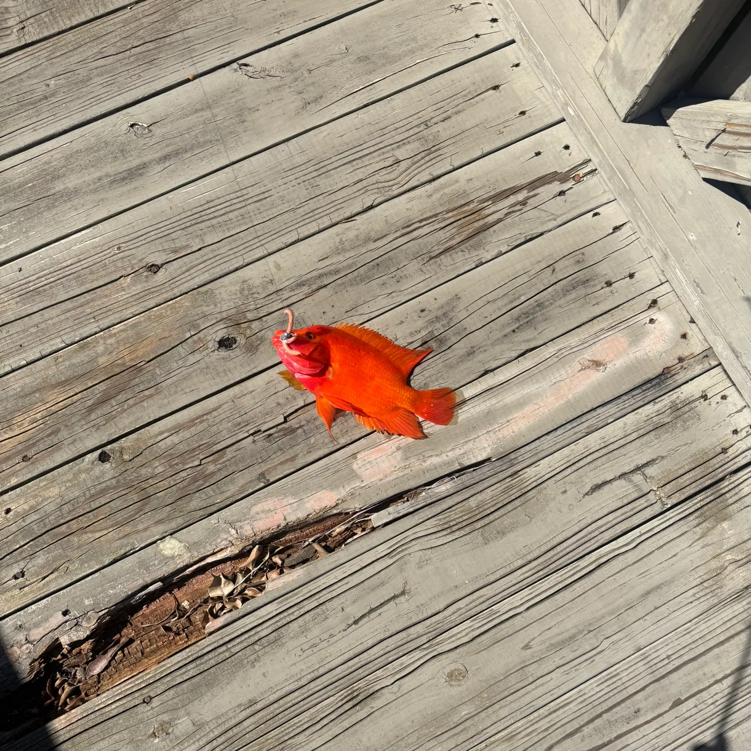 Midas cichlid caught on Fishbrain
