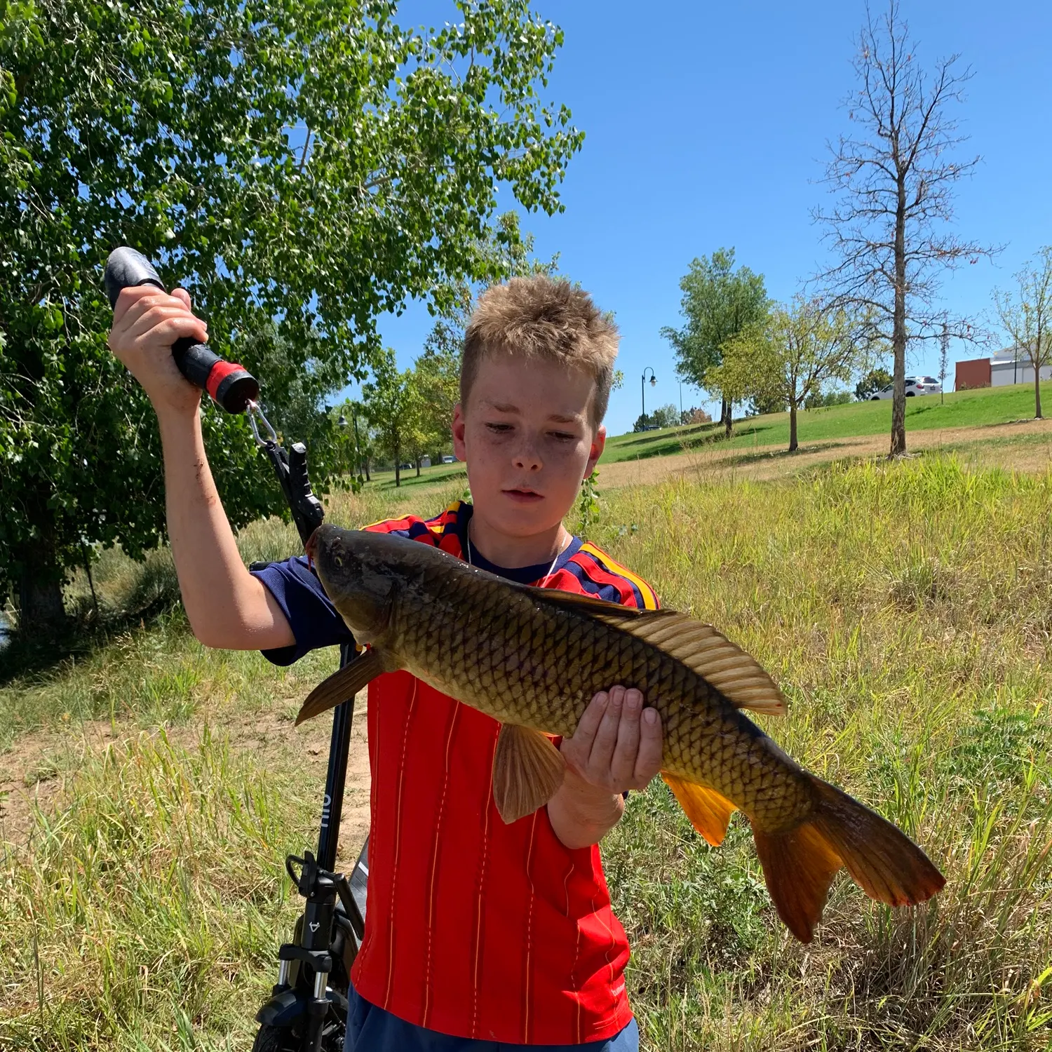 Common carp caught on Fishbrain