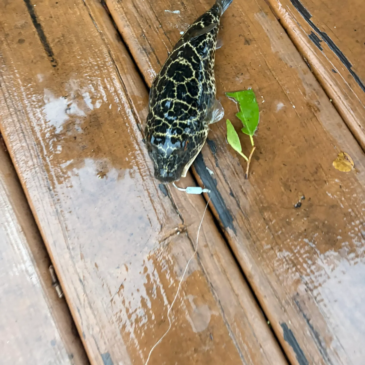 The most recent Checkered puffer catches on Fishbrain