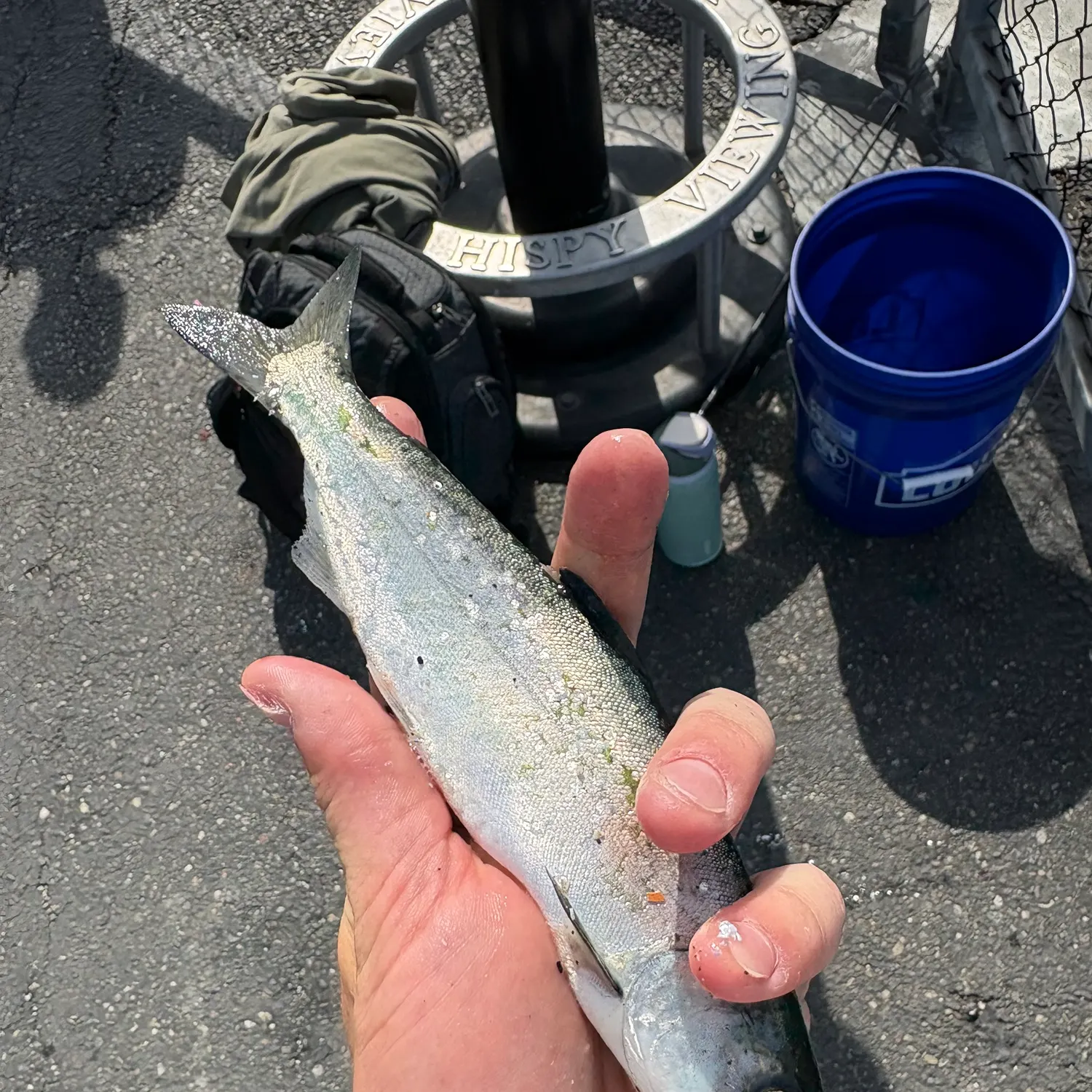 Coho salmon caught on Fishbrain
