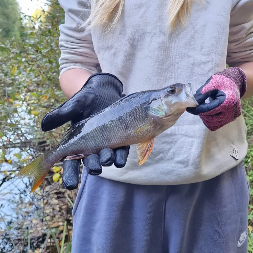 European perch caught on Fishbrain