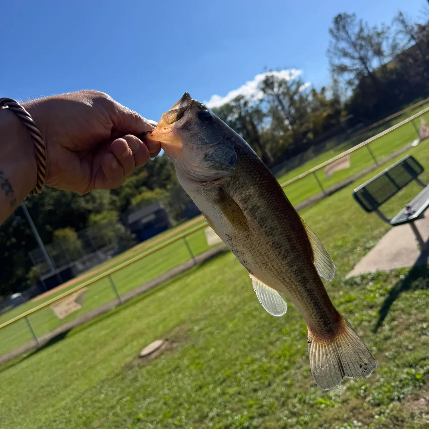 Largemouth bass caught on Fishbrain