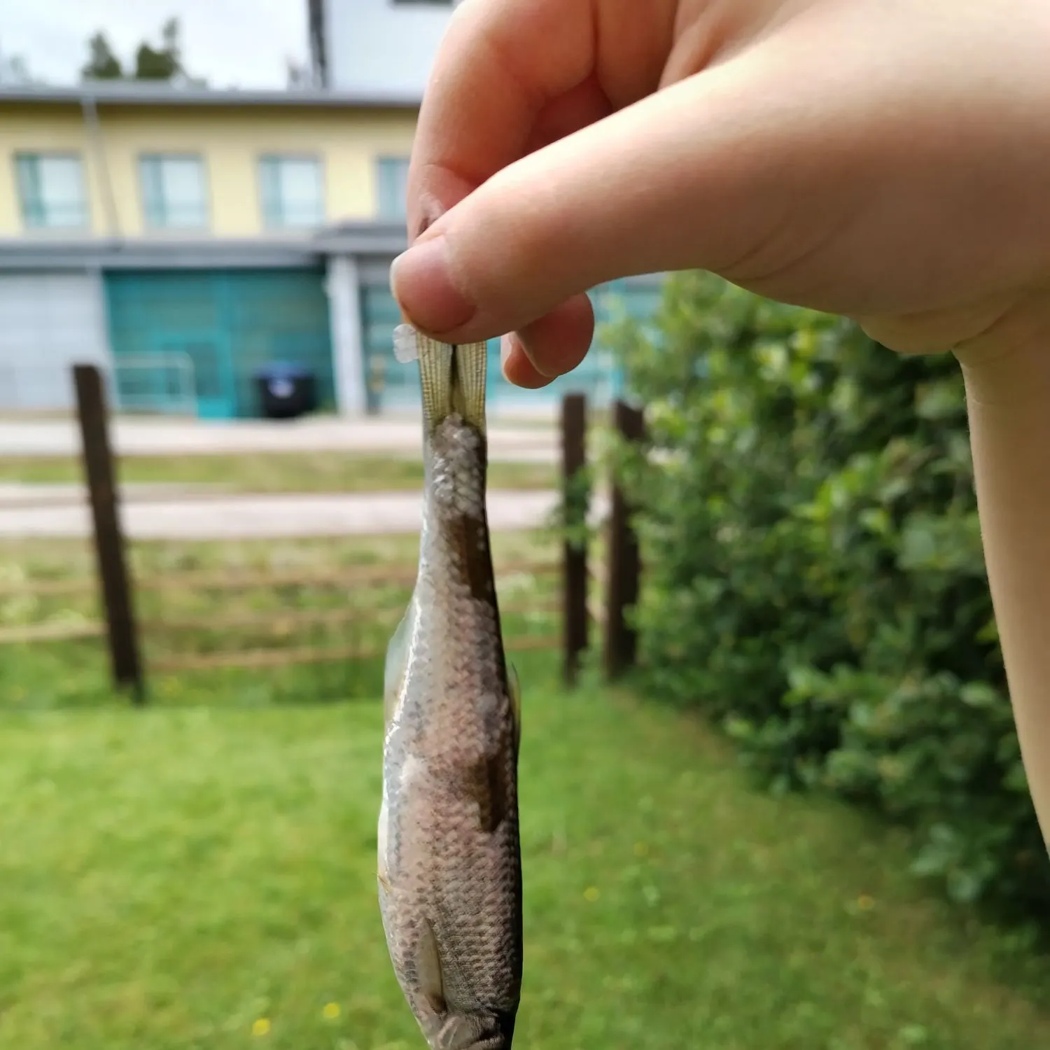Common bleak caught on Fishbrain
