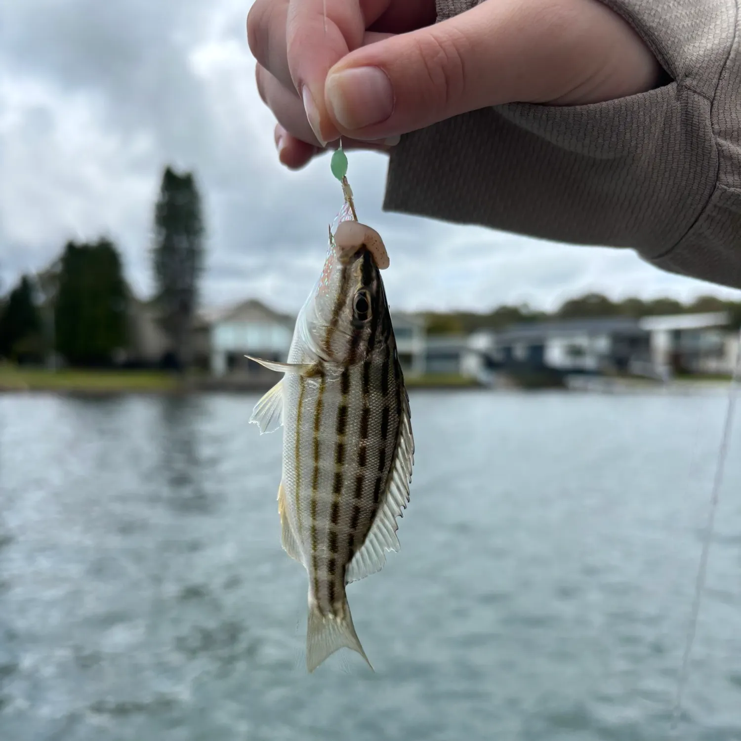 The most recent Eastern striped grunter catches on Fishbrain