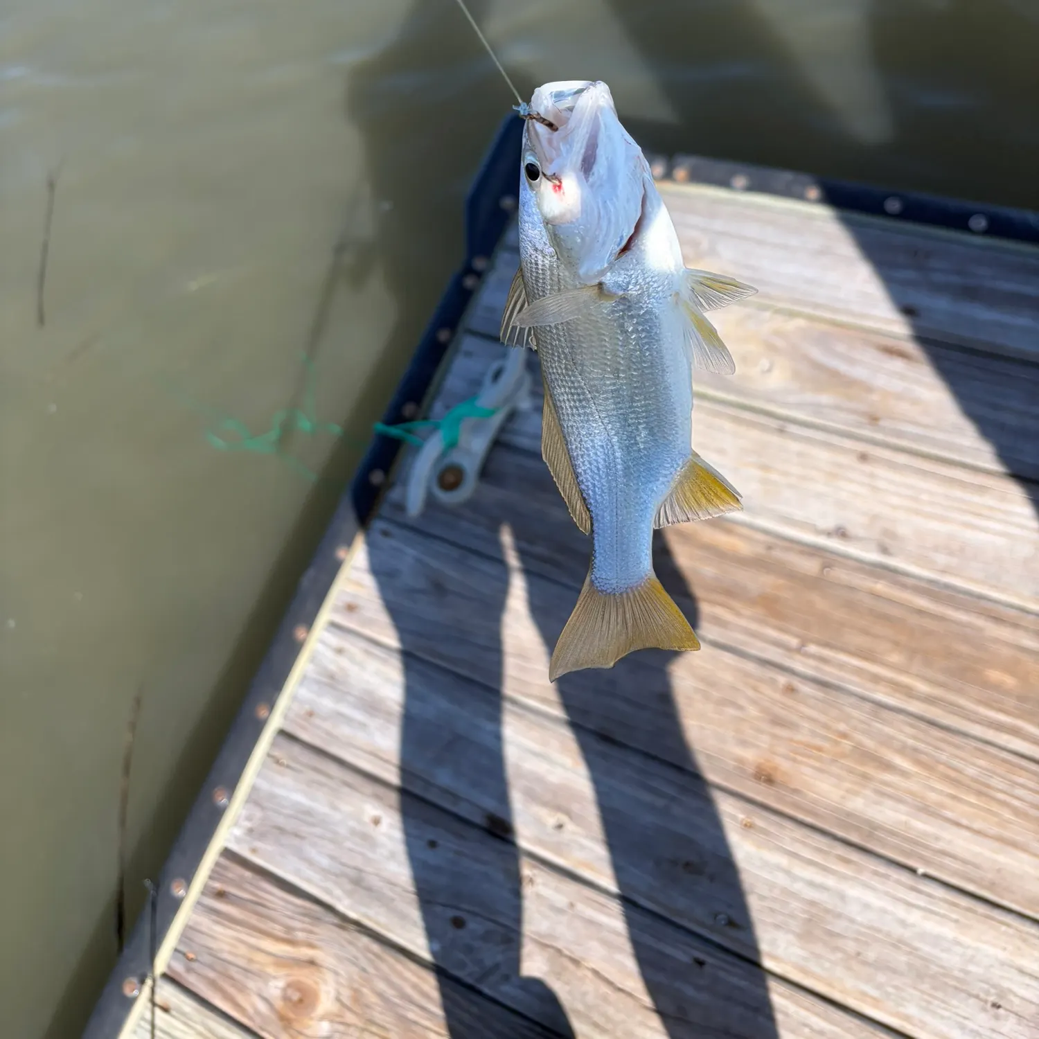 Silver perch caught on Fishbrain