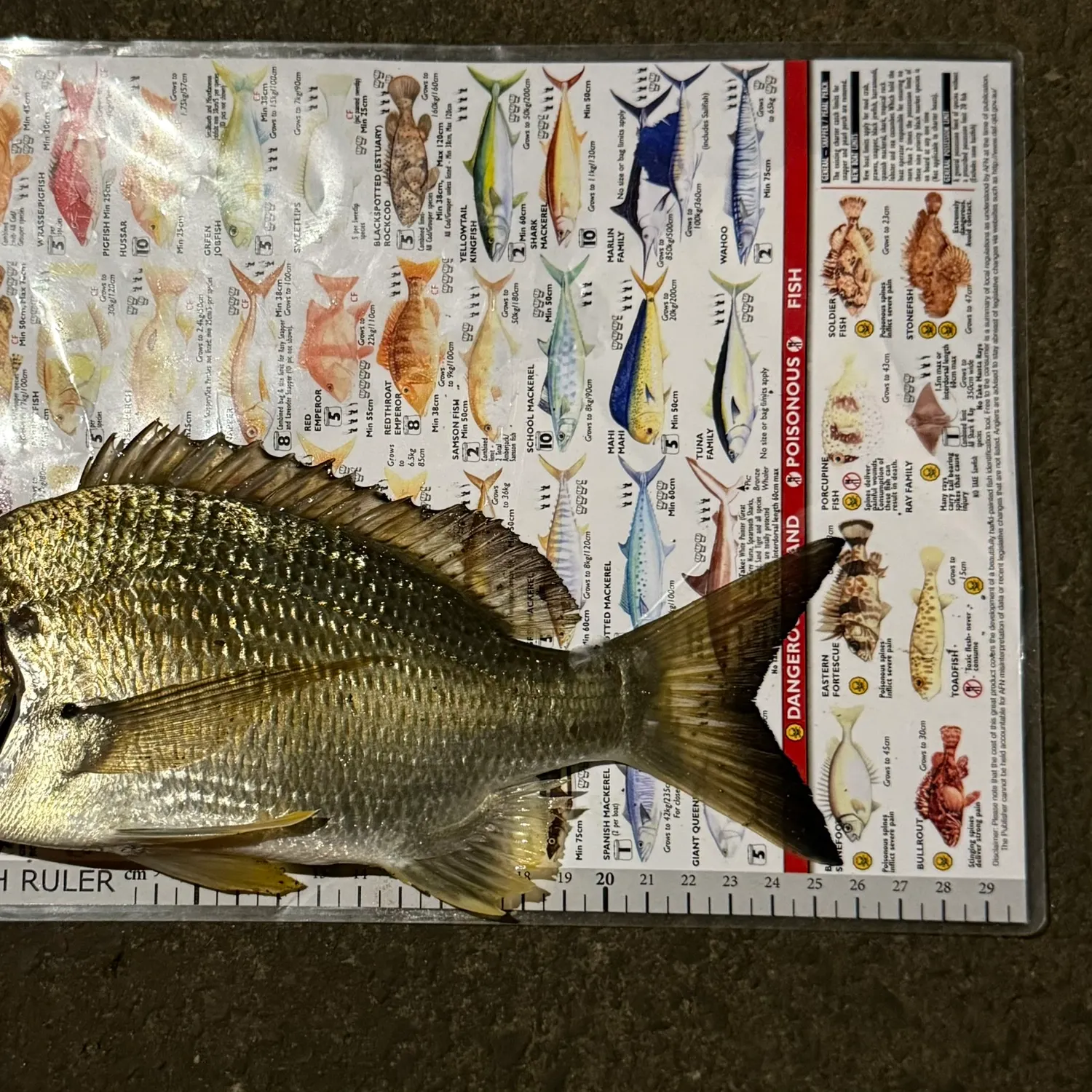 recently logged catches