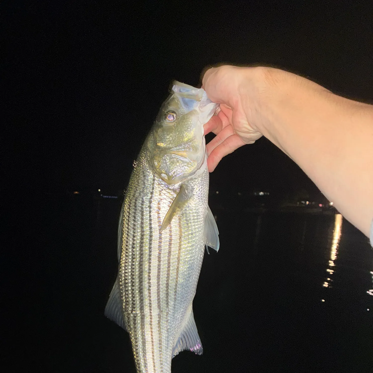 Striped bass caught on Fishbrain