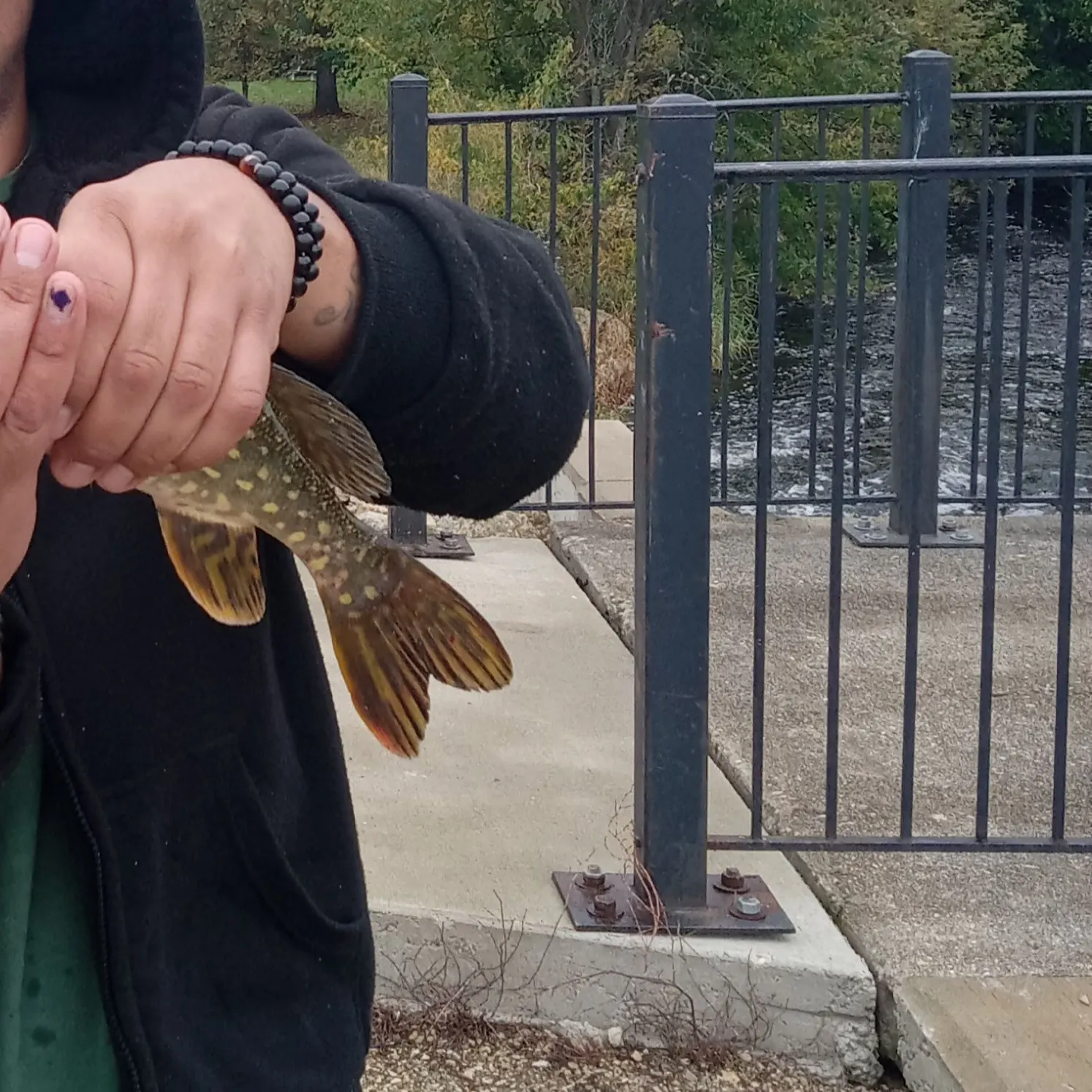 Northern pike caught on Fishbrain