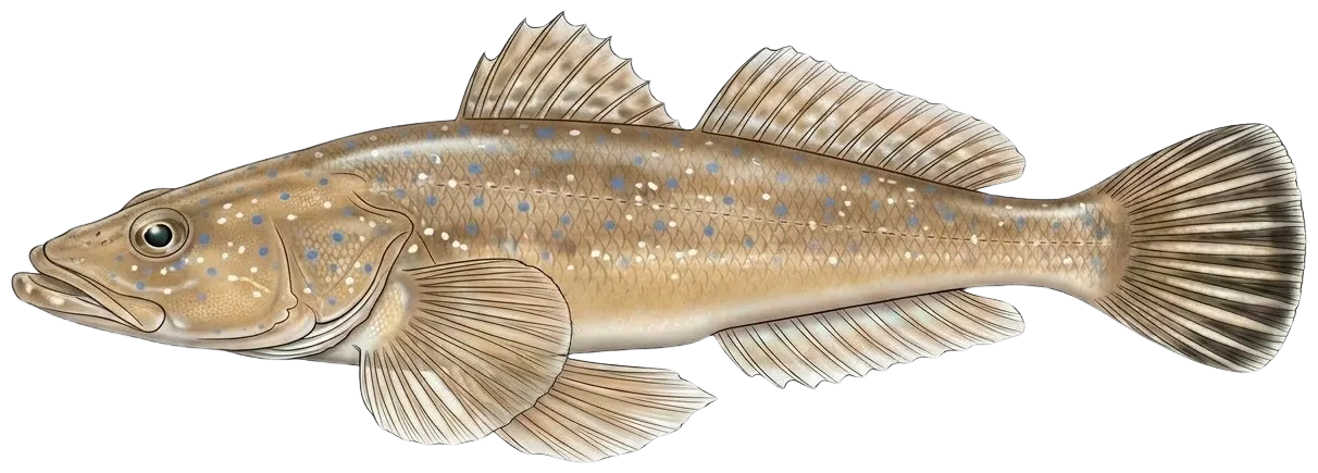 Blue-spotted flathead