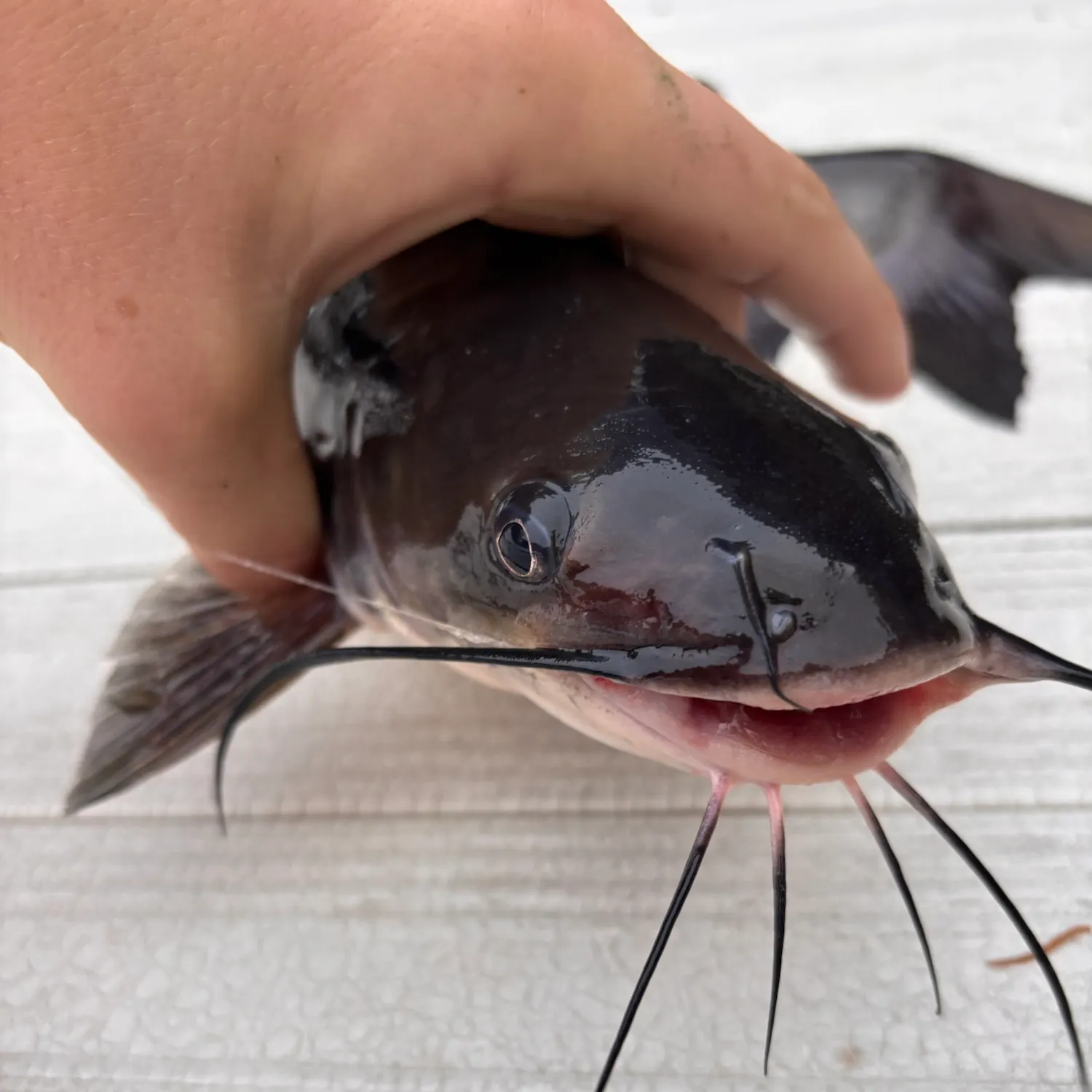 Channel catfish caught on Fishbrain