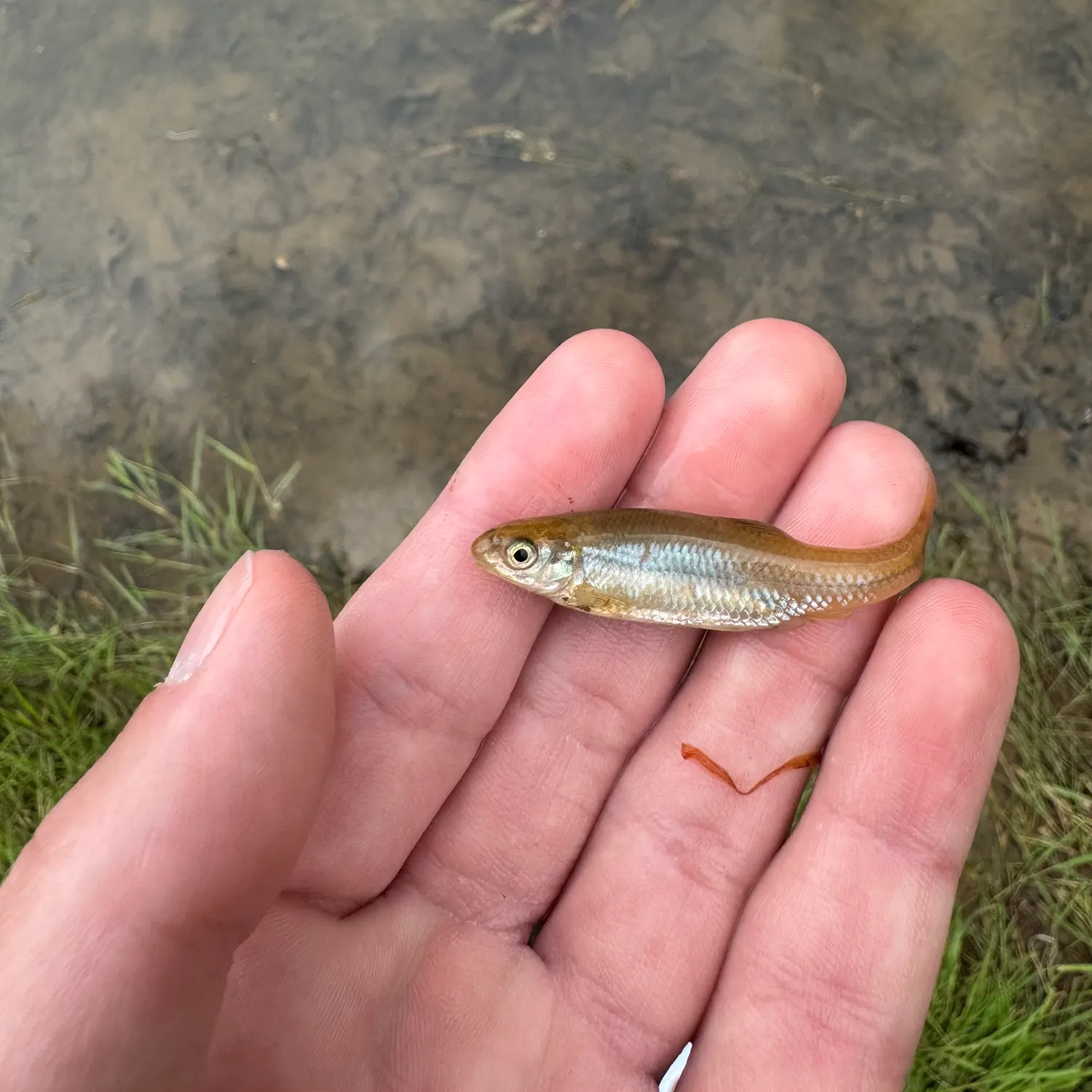 The most recent Bluntnose minnow catches on Fishbrain